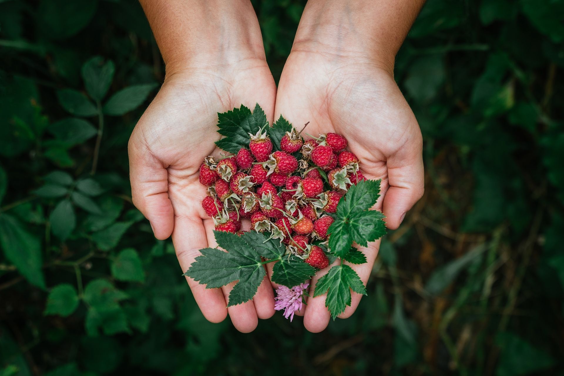 Close-up of hands holding berries, hunting and foraging concept. 