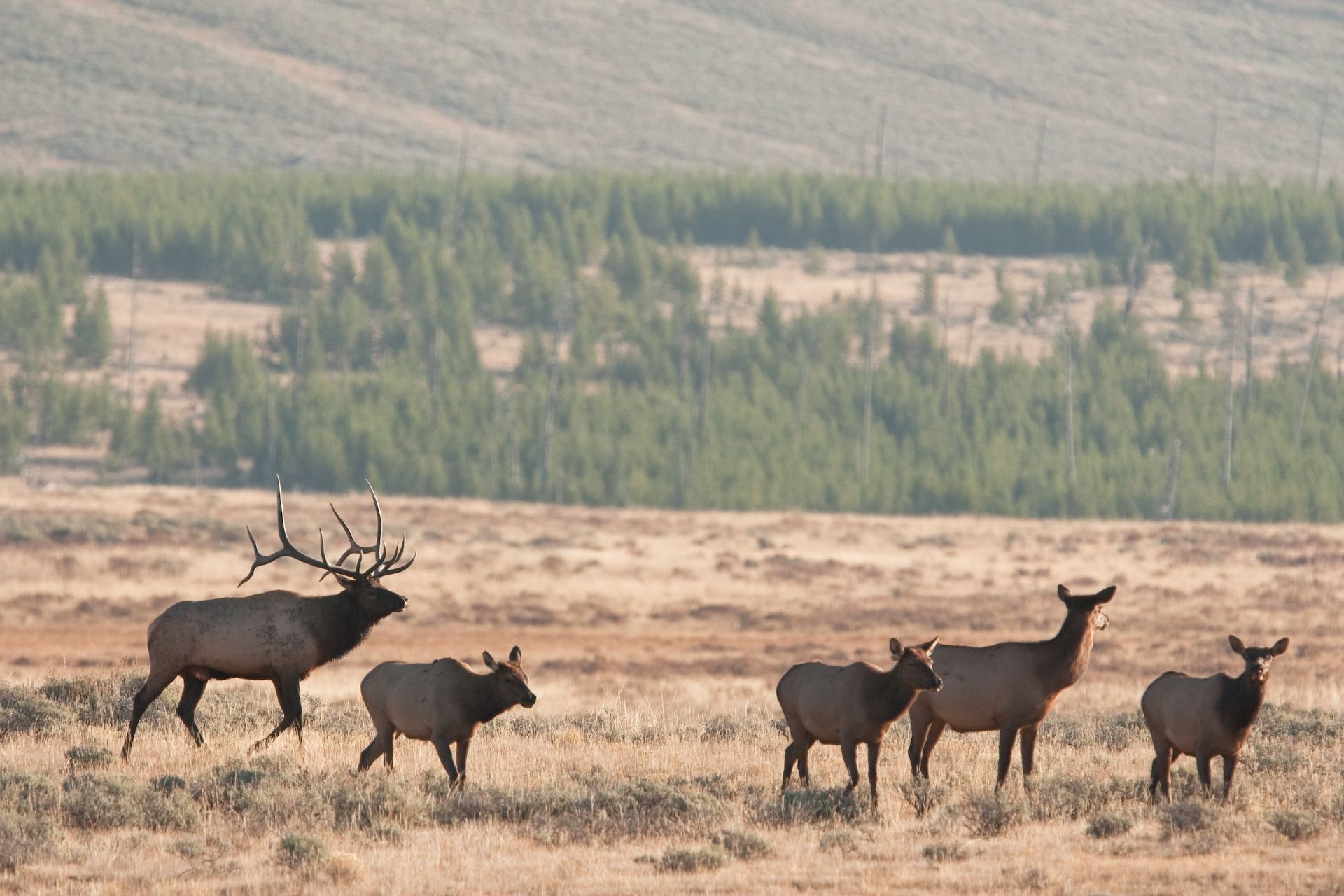 Herd of bull and doe elk in a clearing.