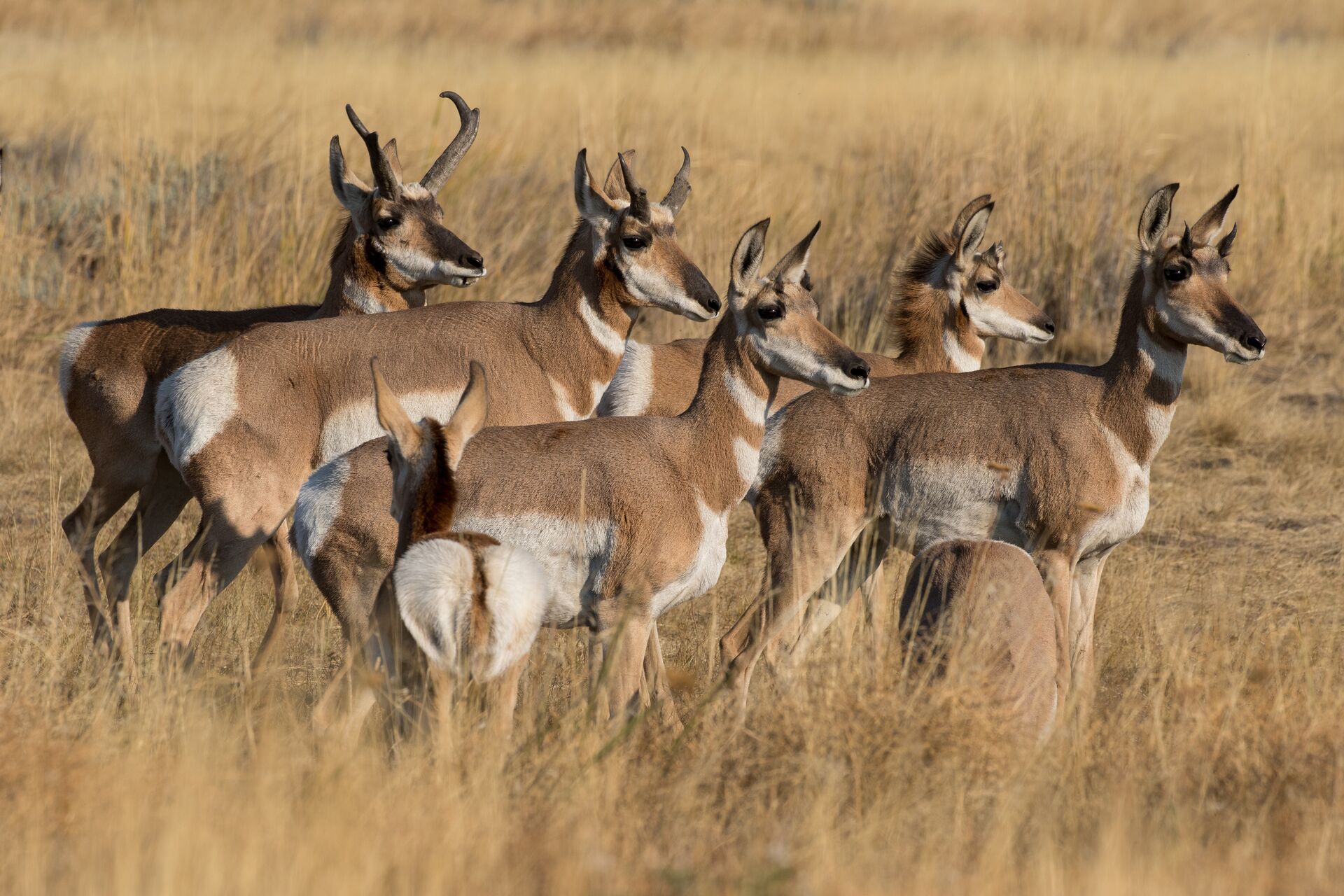 Herd of pronghorn bucks and does, pronghorn hunting concept.