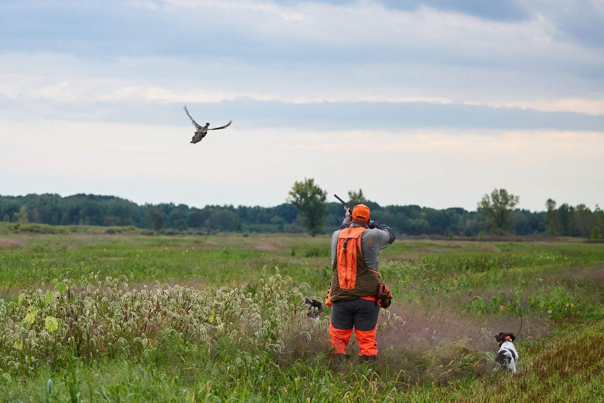 Hunter aims at pheasant in flight, best places to hunt pheasant in Colorado concept. 