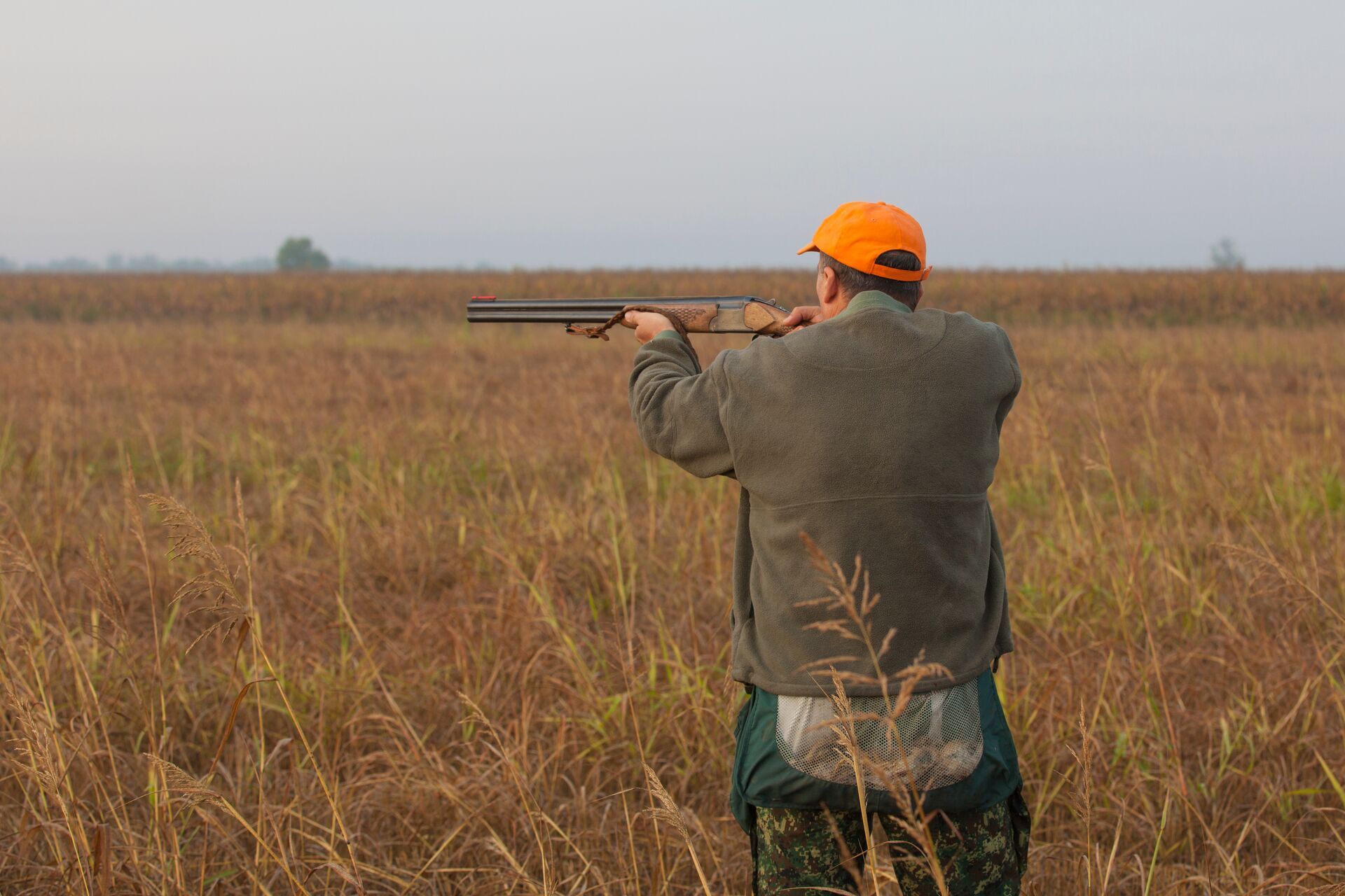 Hunter aims shotgun in field for quail hunt, choose shotgun and ammo for quail concept. 