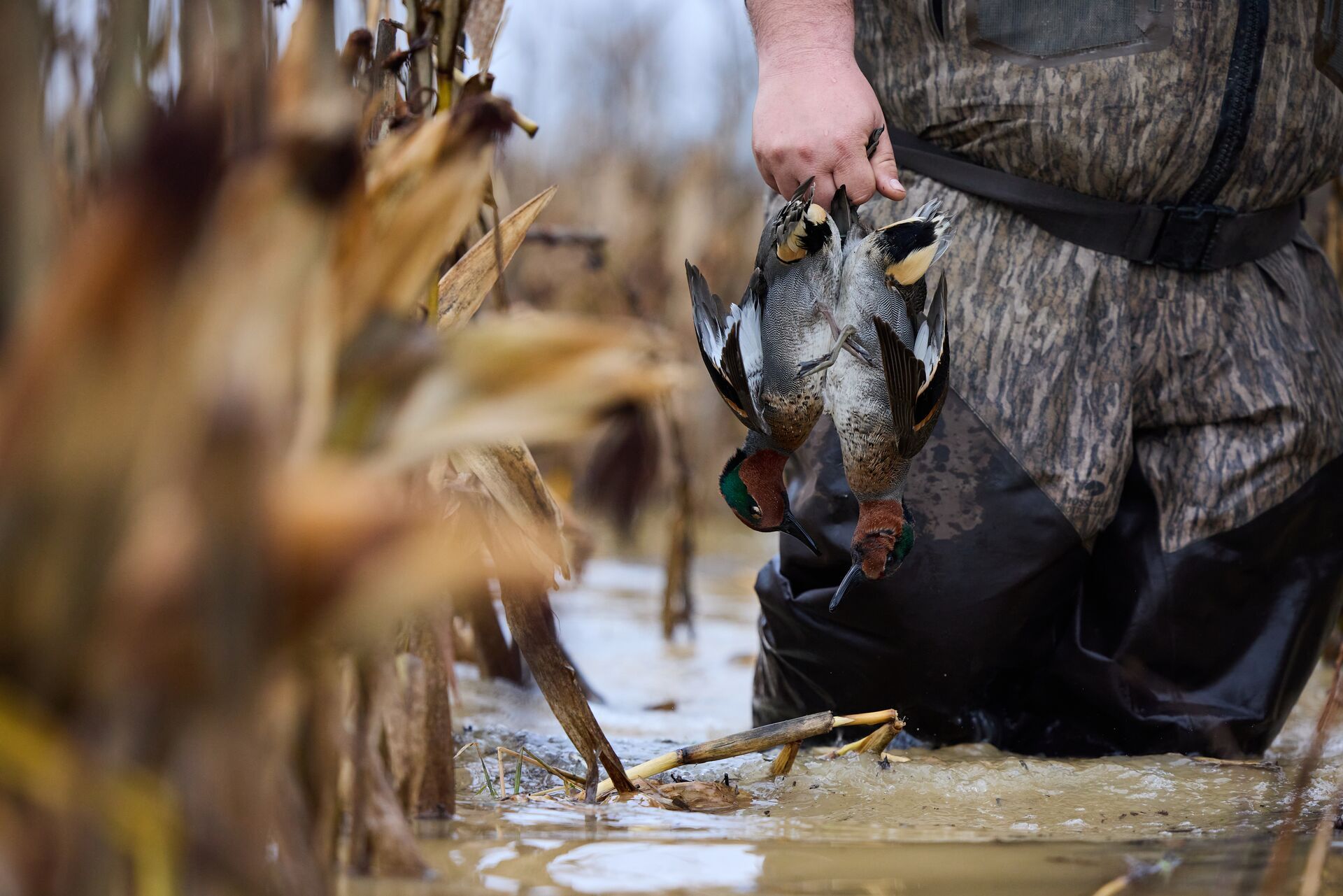 Hunter carrying a duck out of the water after shot. 