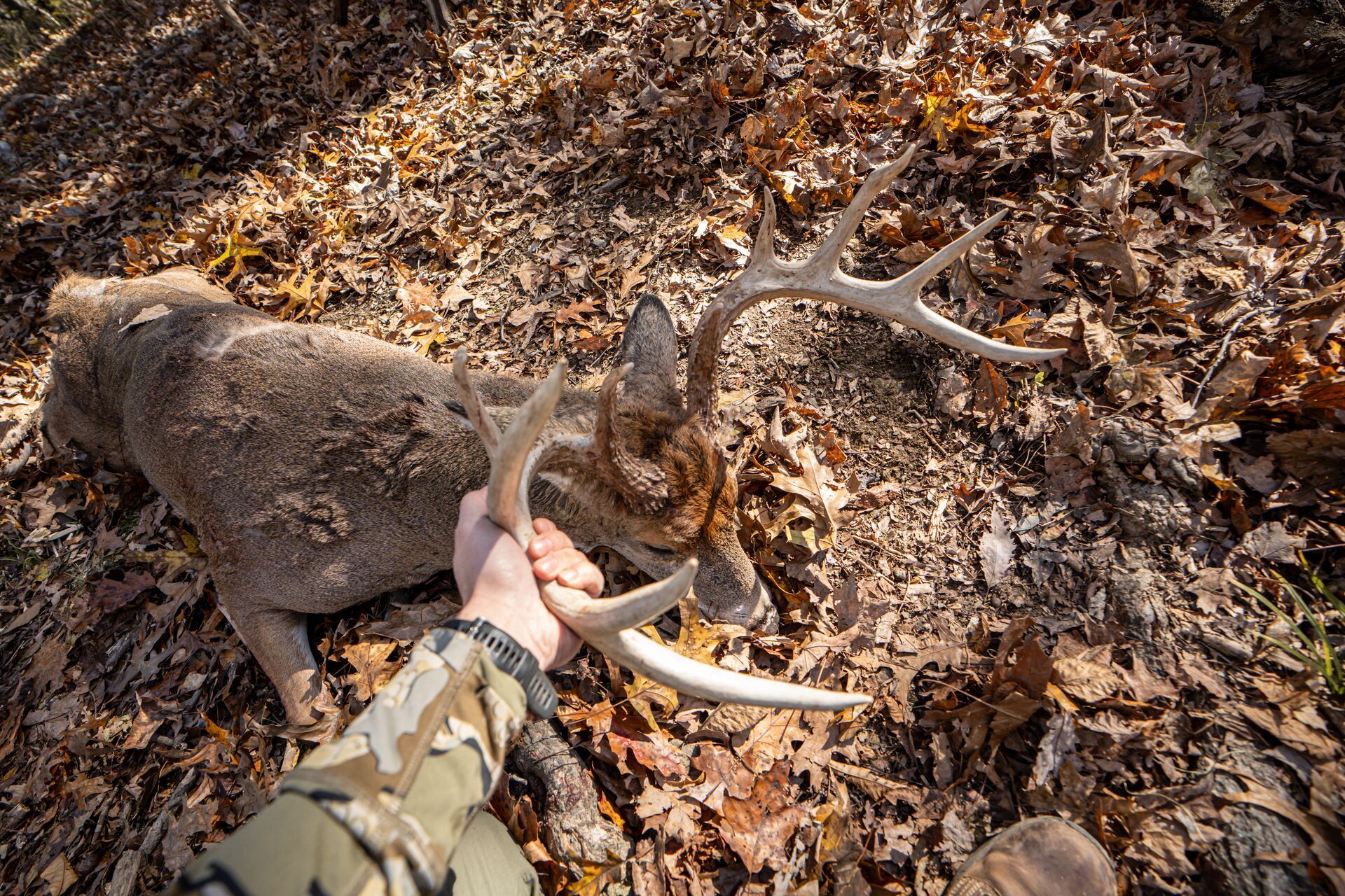 Hunter's hand holding antlers of buck on the ground after hunt. 