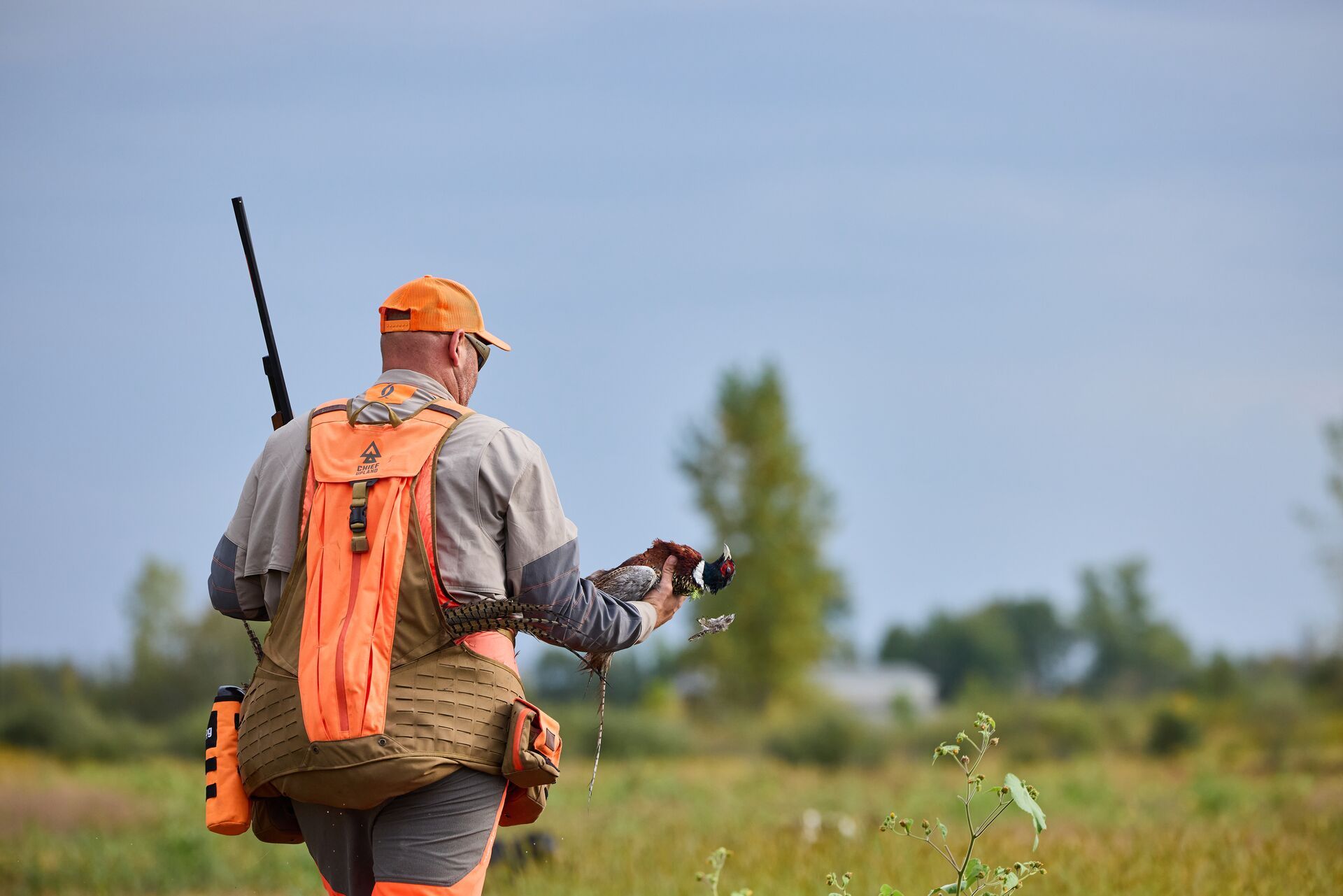 Hunter with shotgun holds pheasant during hunt, pheasant hunting ammo concept. 