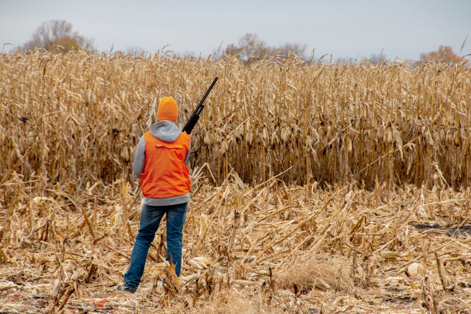 Hunter in blaze orange with shotgun at edge of field, how to call quail concept. 