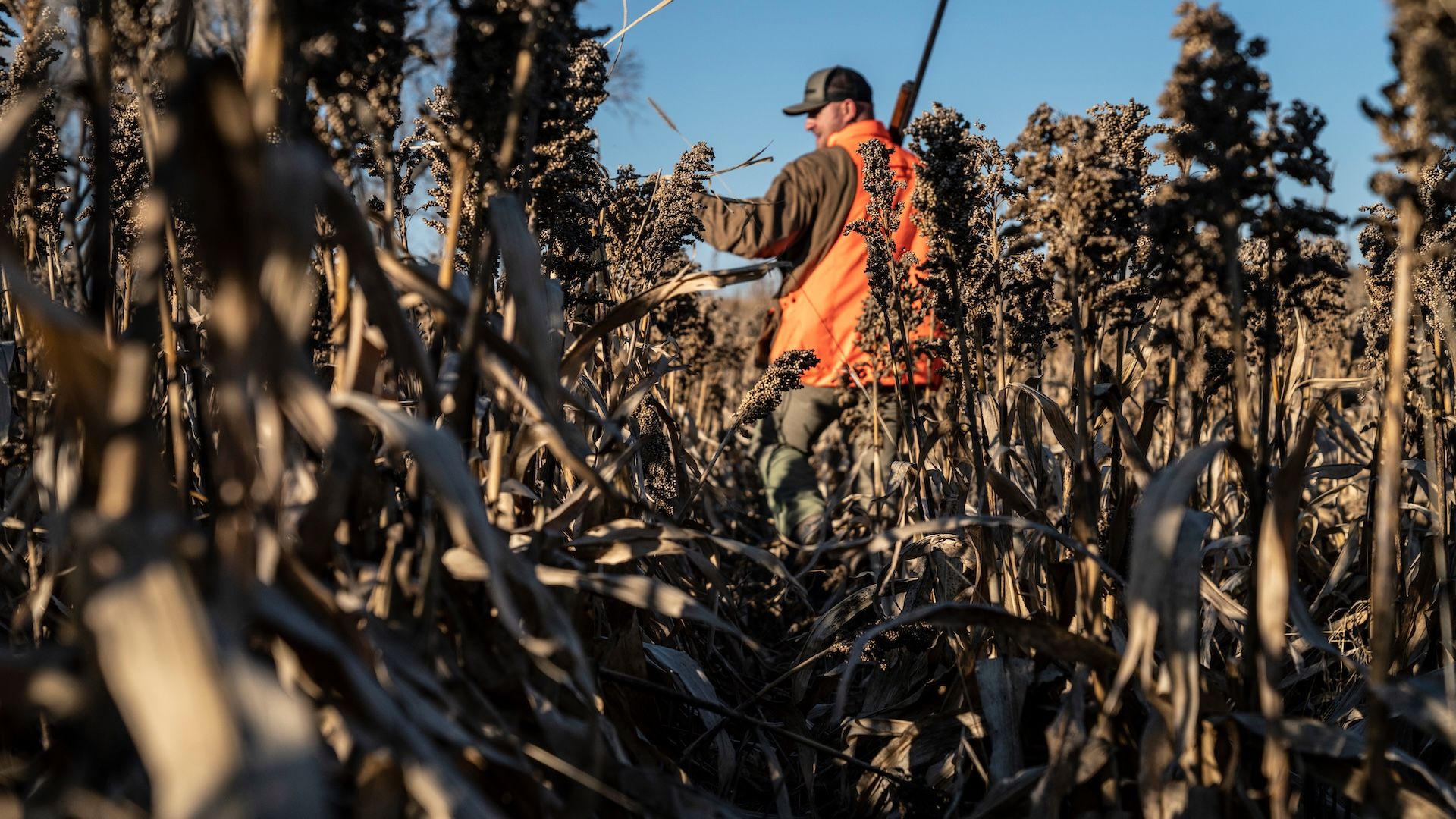 Hunter in blaze orange walks field for dove hunt while carrying shotgun.