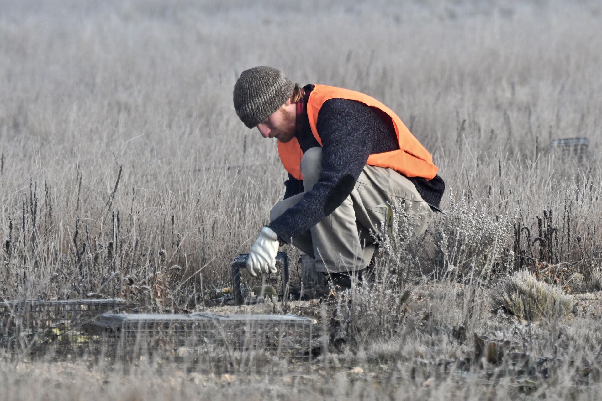 Hunter wears blaze orange and sets trap, how to set traps concept. 
