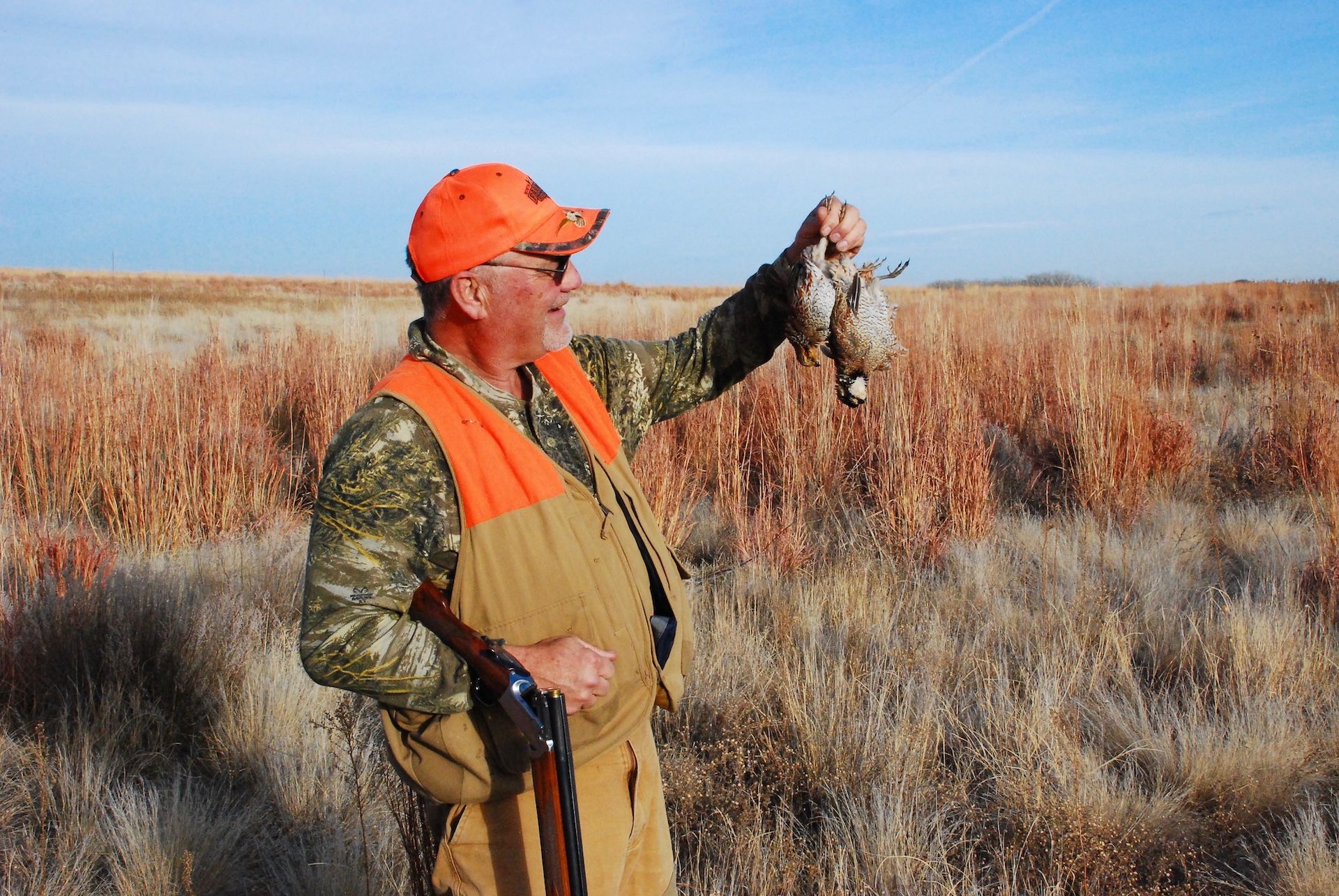 Hunter in field holds quail birds, driving and decoying quail concept.