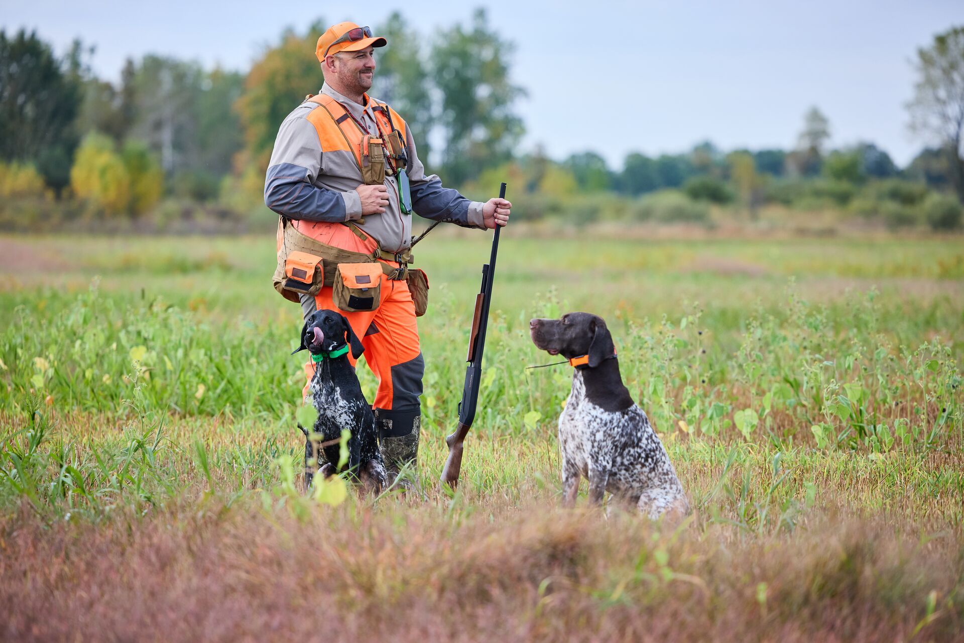 Hunter in blaze orange in field with dog, Colorado pheasant hunting season concept. 