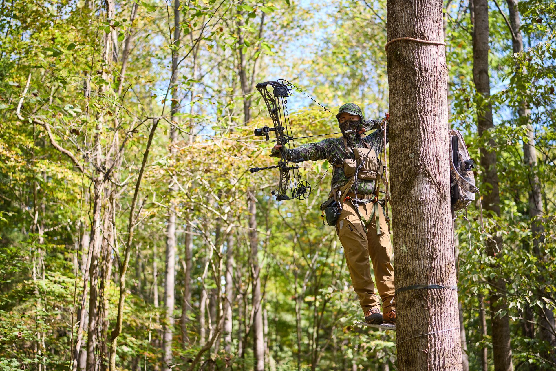 Hunter in tree draws bow, hunting with first-come first-served tags concept. 