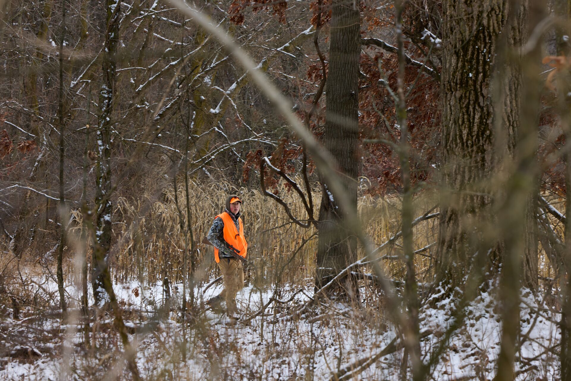 Hunter in blaze orange walks in the woods, finding rabbits concept.