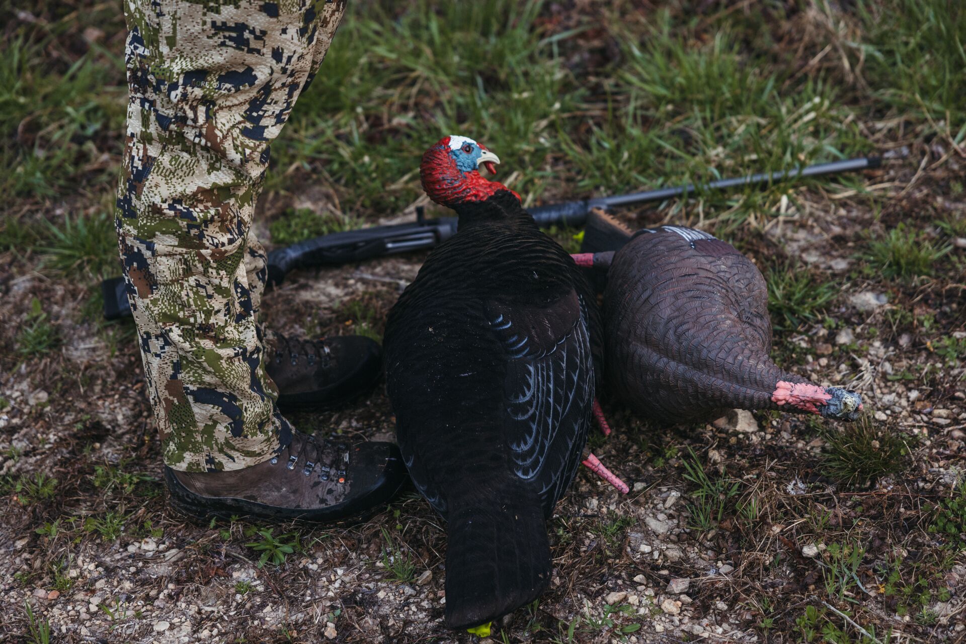 Two turkey decoys on the ground next to a hunter. 