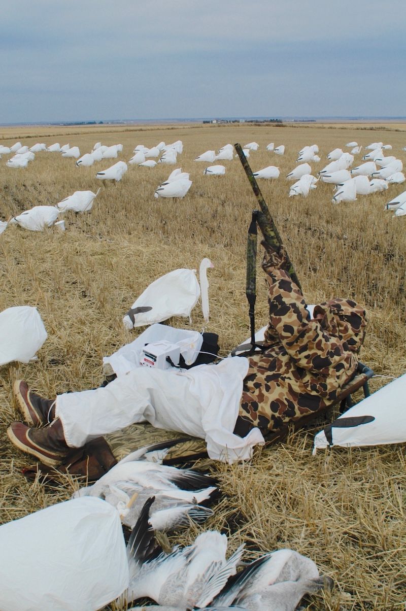 FGBLOG hunter on back fires shotgun up toward sky surrounded by snow geese decoys.jpeg