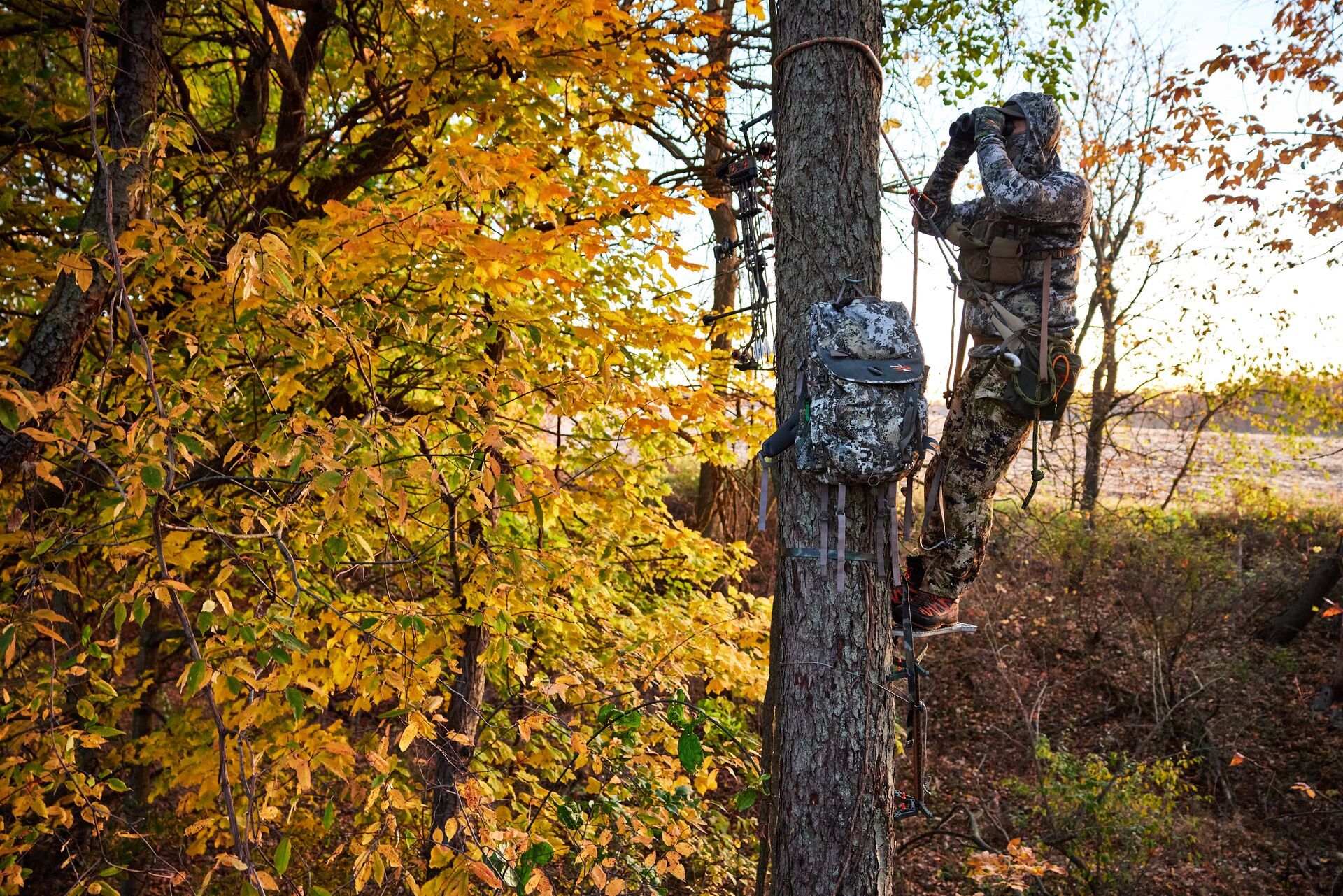 Hunter using binoculars in a tree stand, how to hang tree stand for bowhunting concept. 