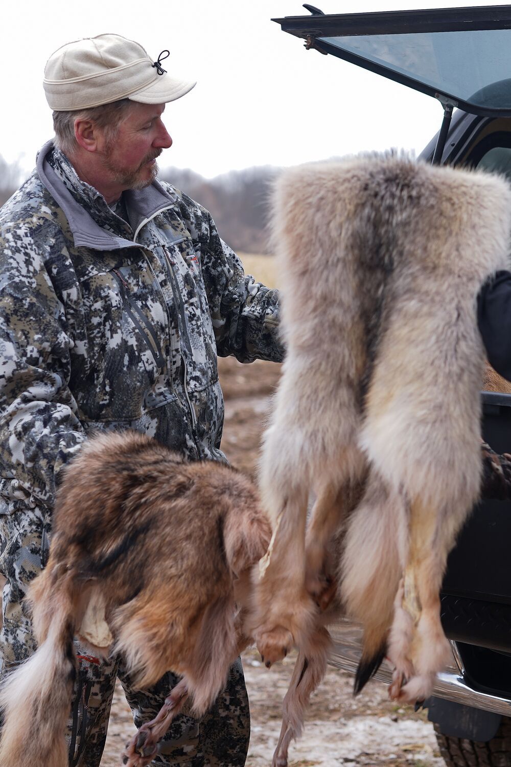 A hunter admires coyote pelts from using animal traps. 