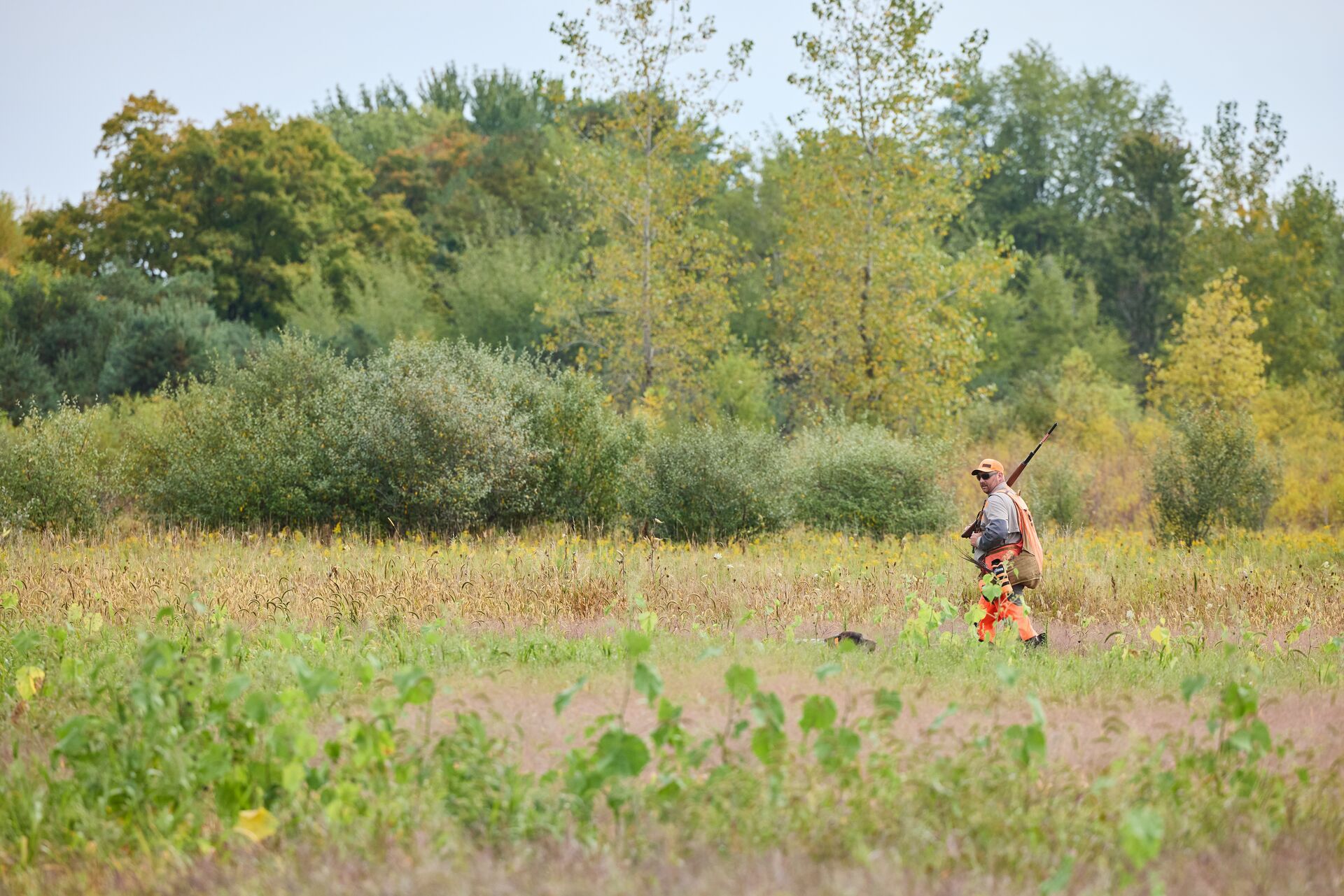 Pheasant hunter in a field with dog, pheasant hunting Texas concept. 
