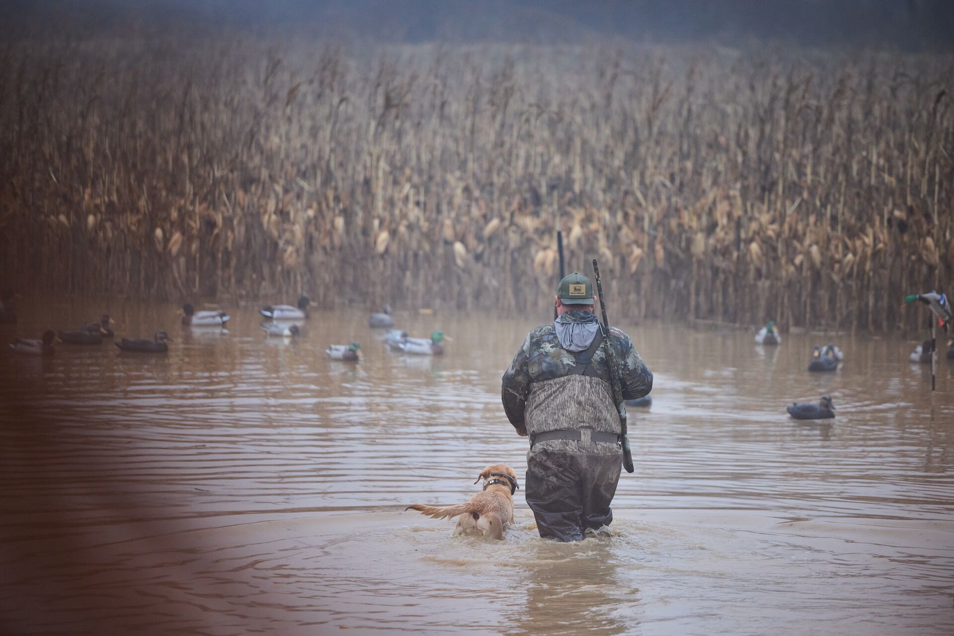 A hunter with a dog in the water for a duck hunt.