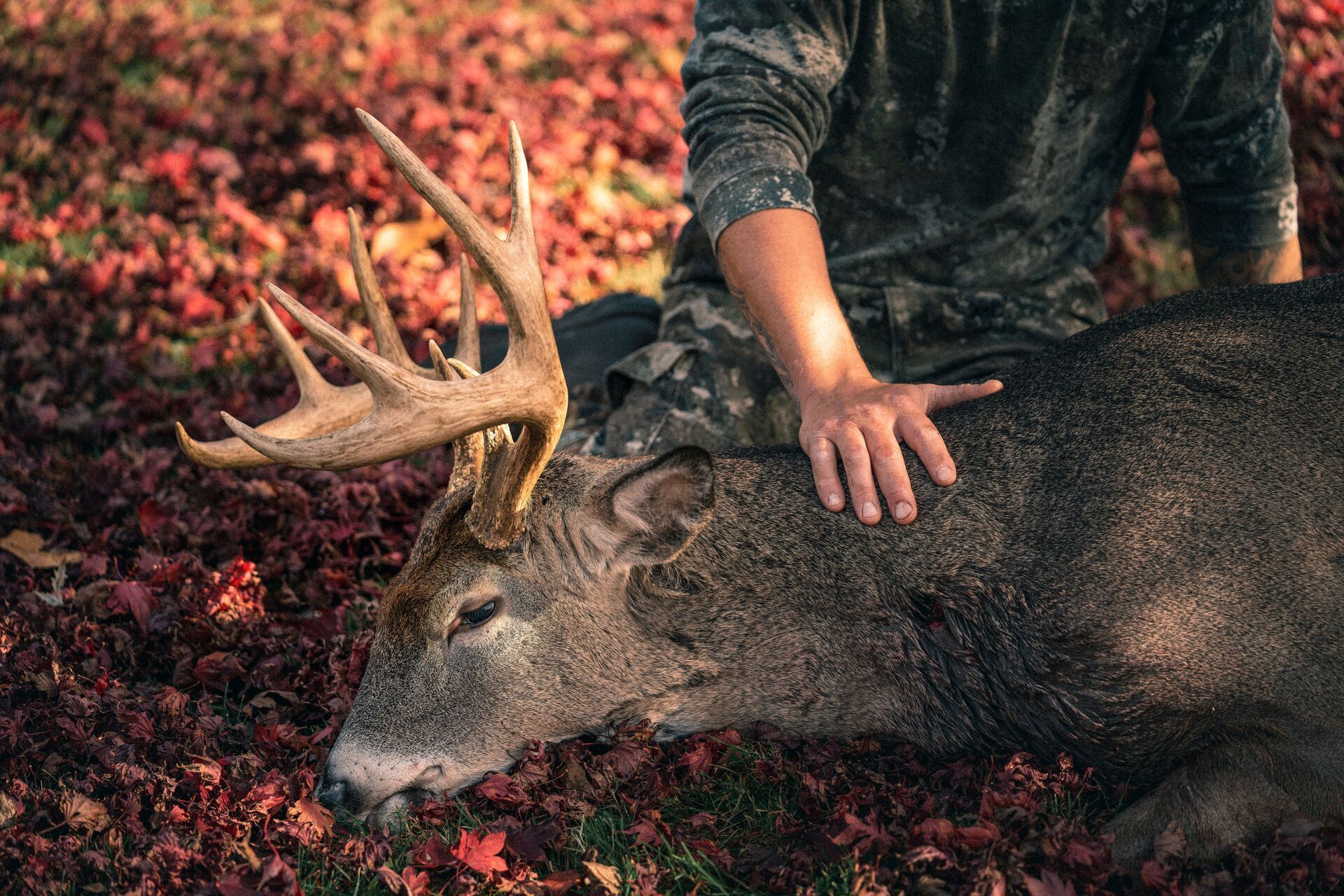 A hunter with his hand on a buck's neck after a hunt. 