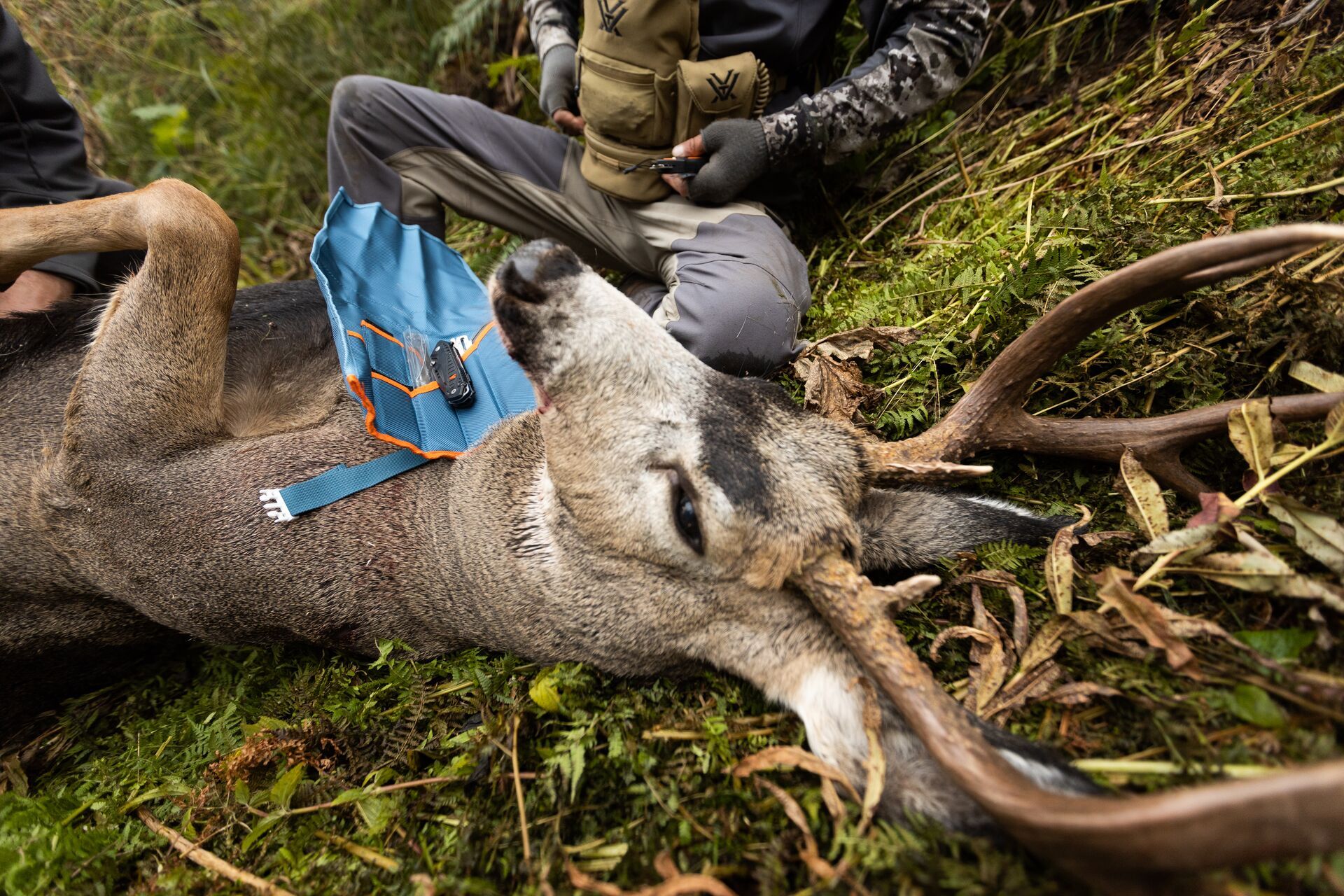 Hunter with knives and deer on ground to field dress, know deer anatomy concept. 