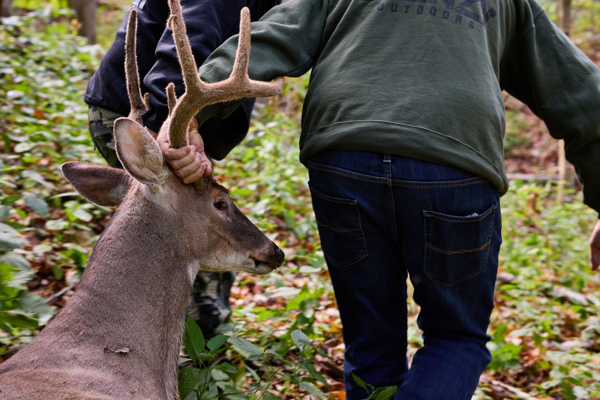 Two hunters drag buck deer in woods, represents illegal hunting. 