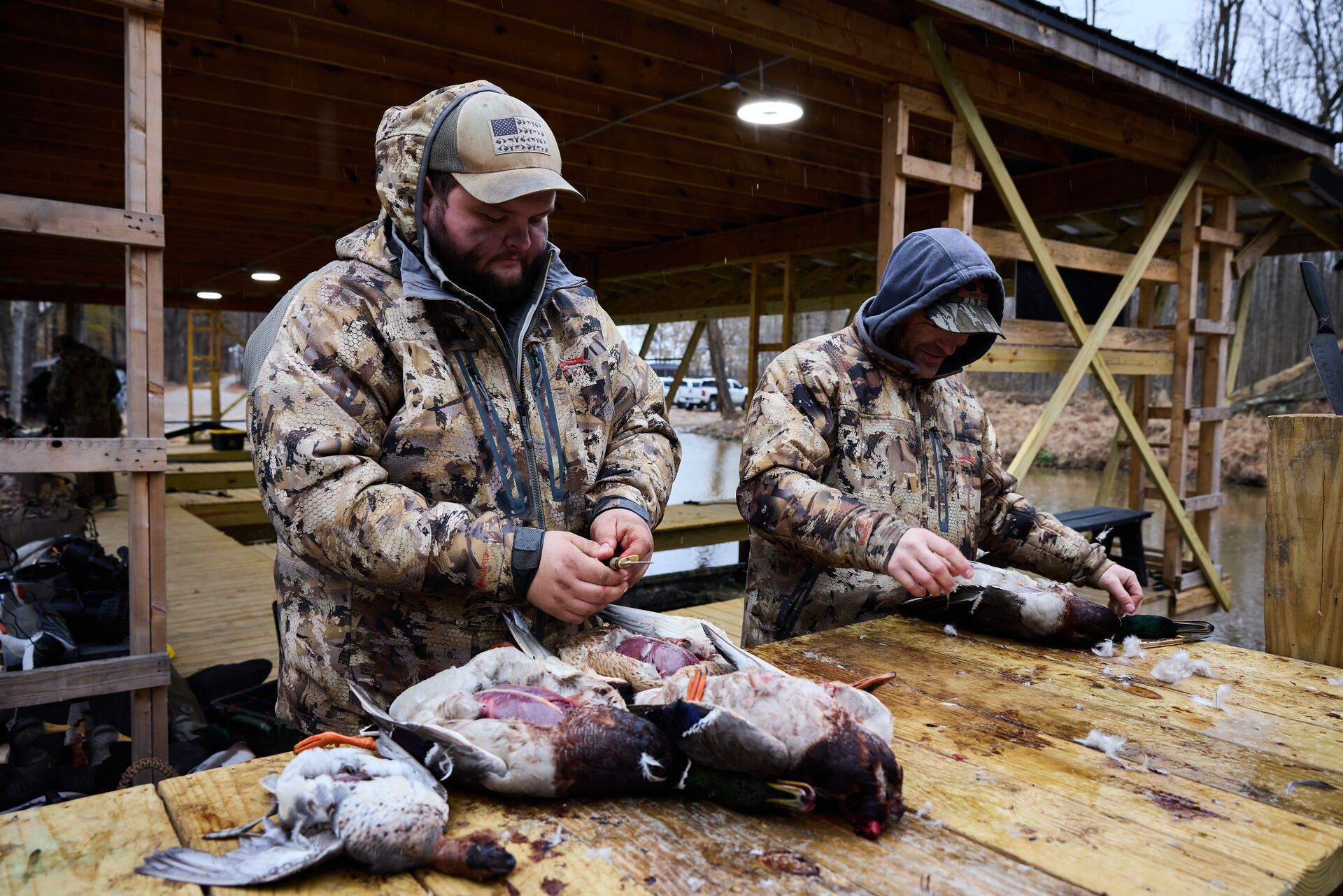 Two hunters field dress ducks after hunt. 