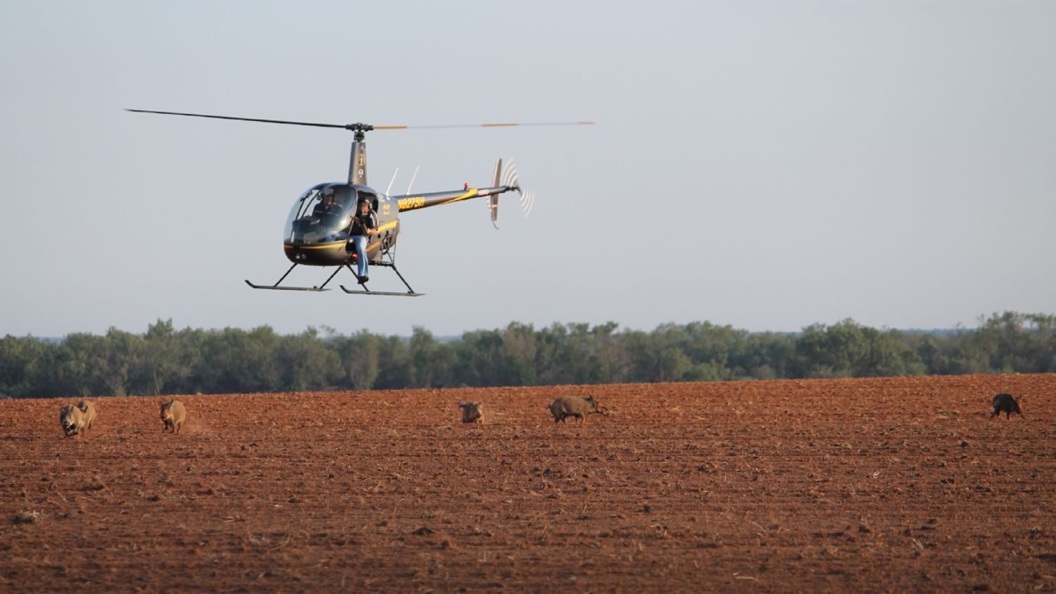Hunters in helicopter hunting wild hogs, wild boar hunting methods concept. 