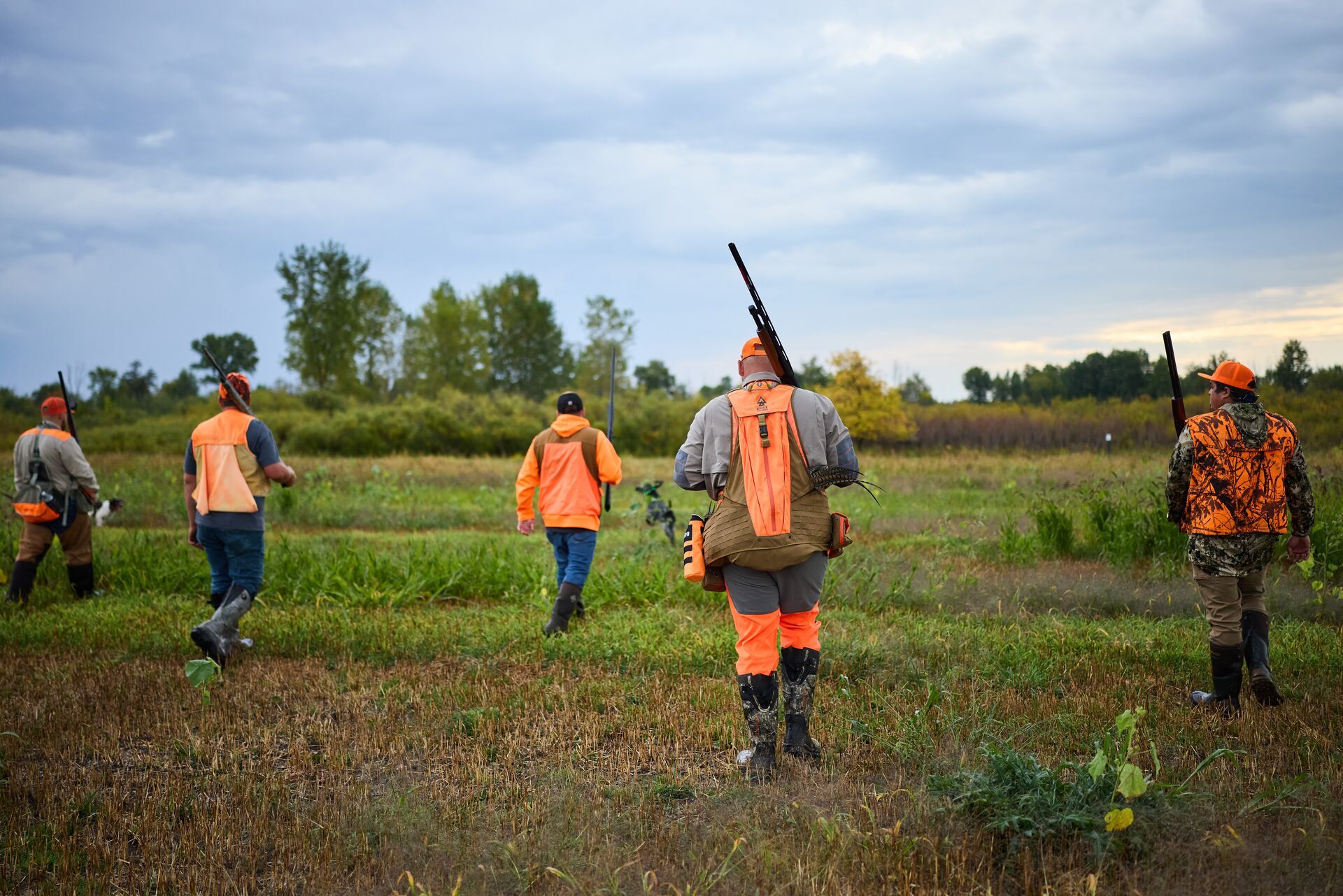 Group of hunters walks field to flush birds, Wisconsin pheasant season concept.