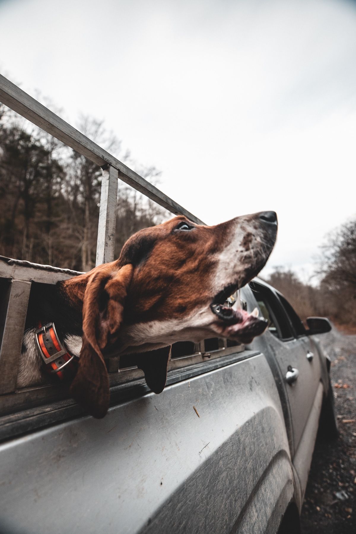 A hunting dog in the back of a truck, coyote hunting with dogs concept. 