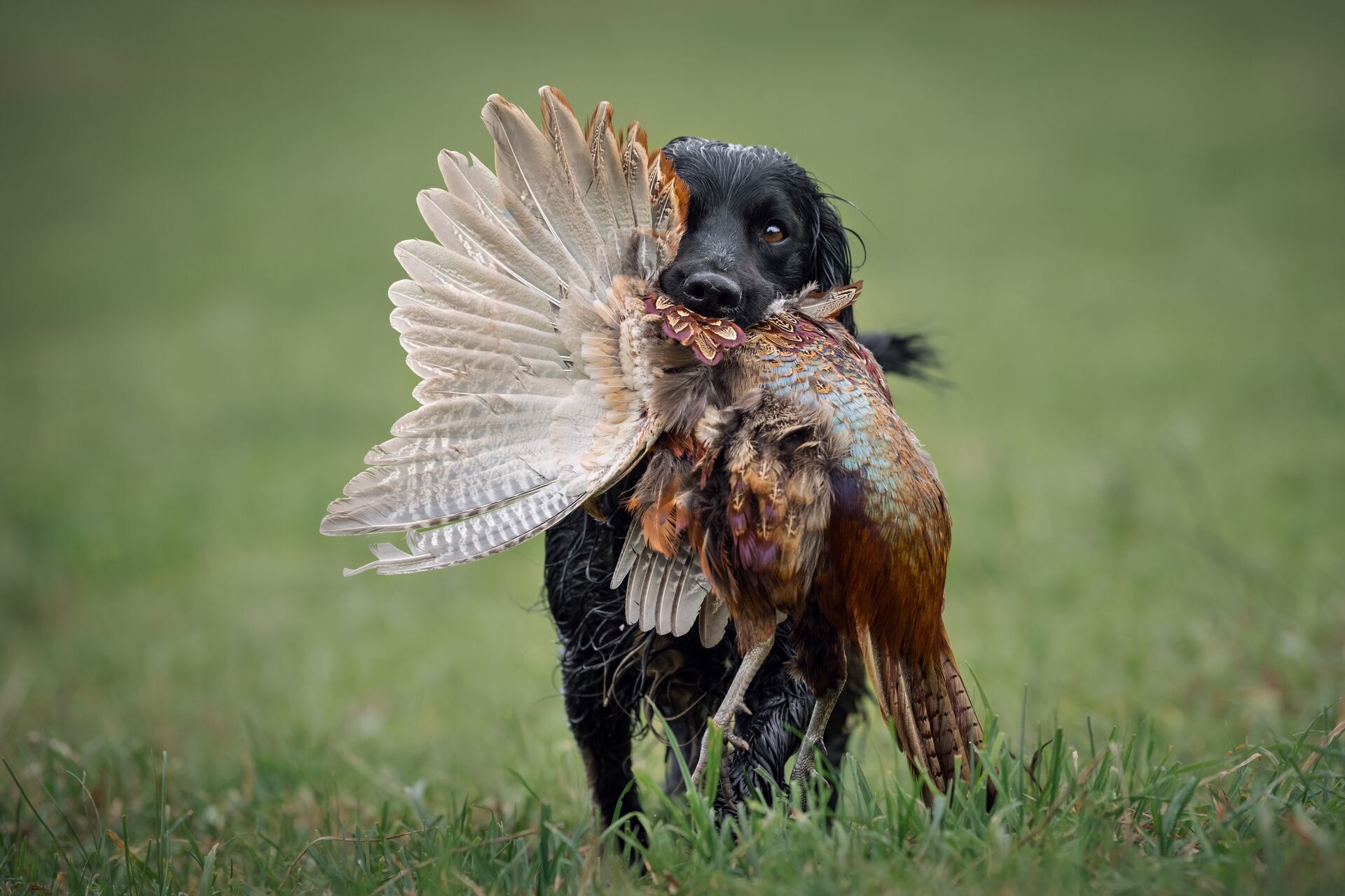 A hunting dog carries a bird after fetching it for a hunter. 