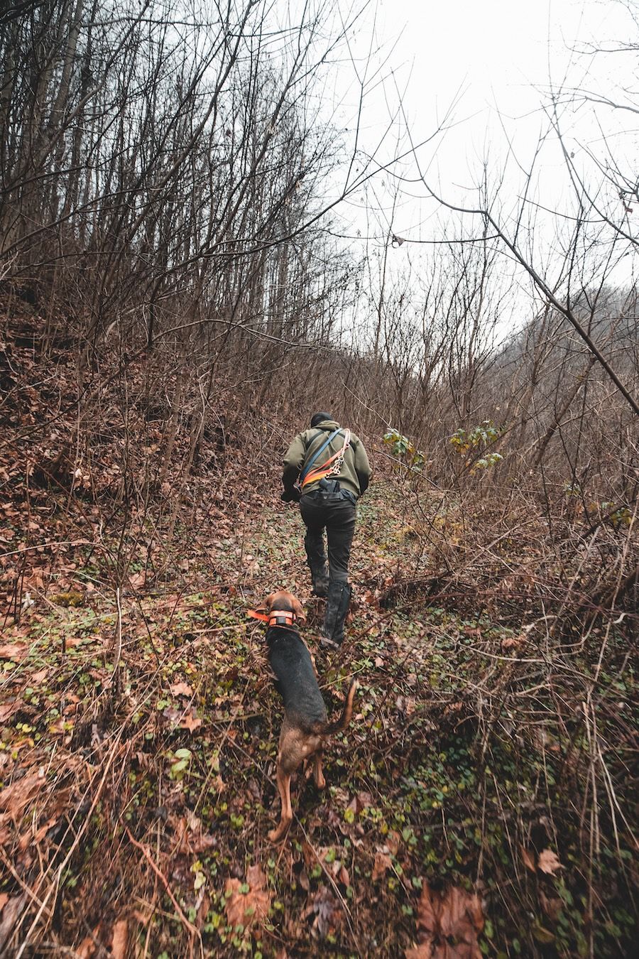 A hunting dog follows a hunter into the woods.