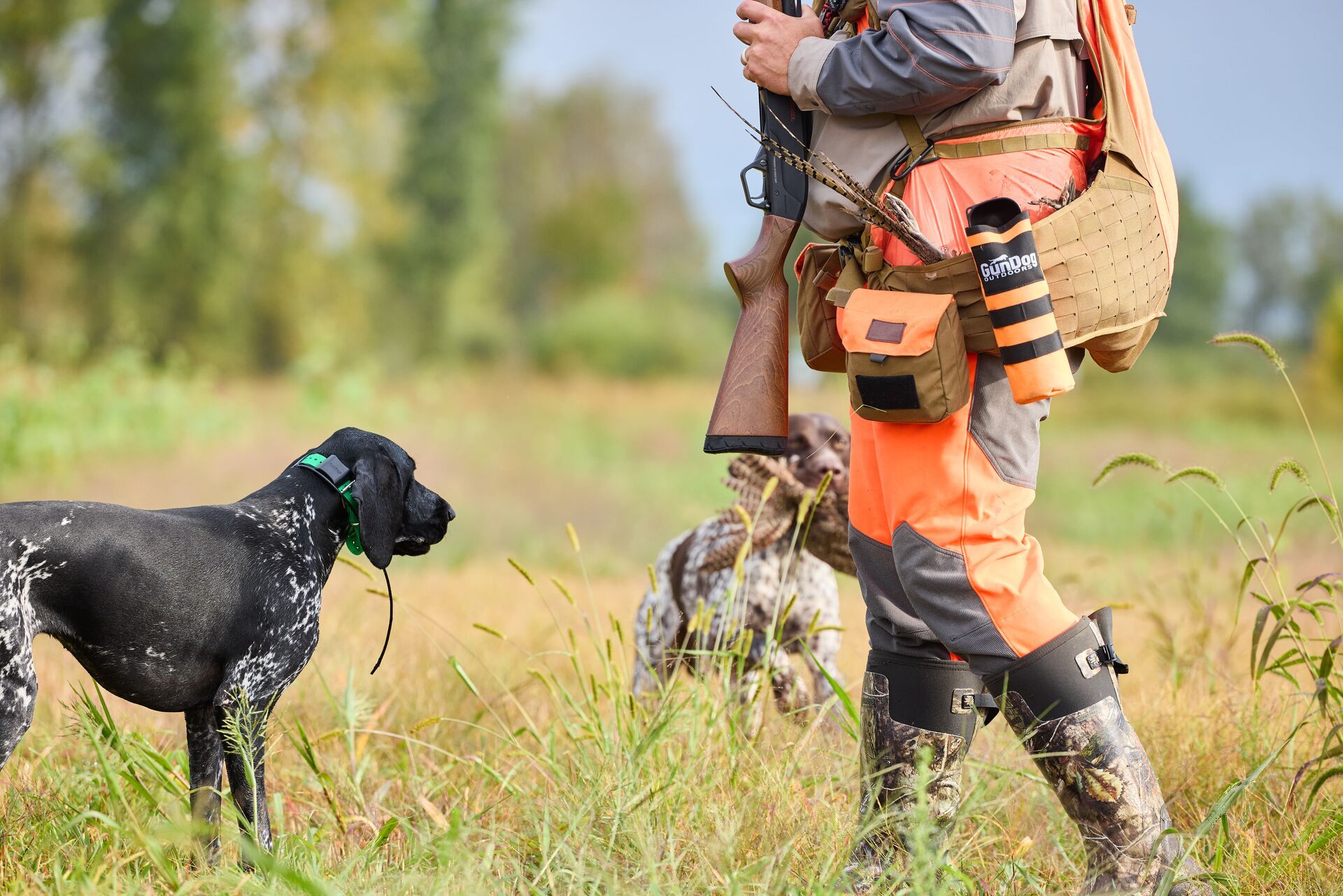 Hunting dogs with pheasant and hunter, best places to hunt pheasant in Texas concept. 