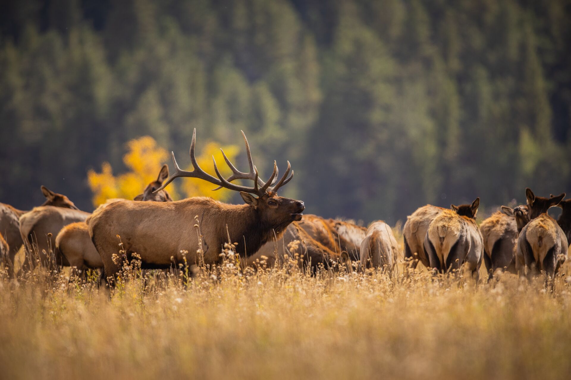 Large bull elk bugles with herd, plan a guided elk hunt concept. 