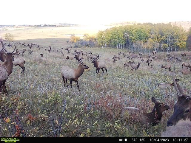 Large elk herd on trail cam image, e scouting for elk concept. 
