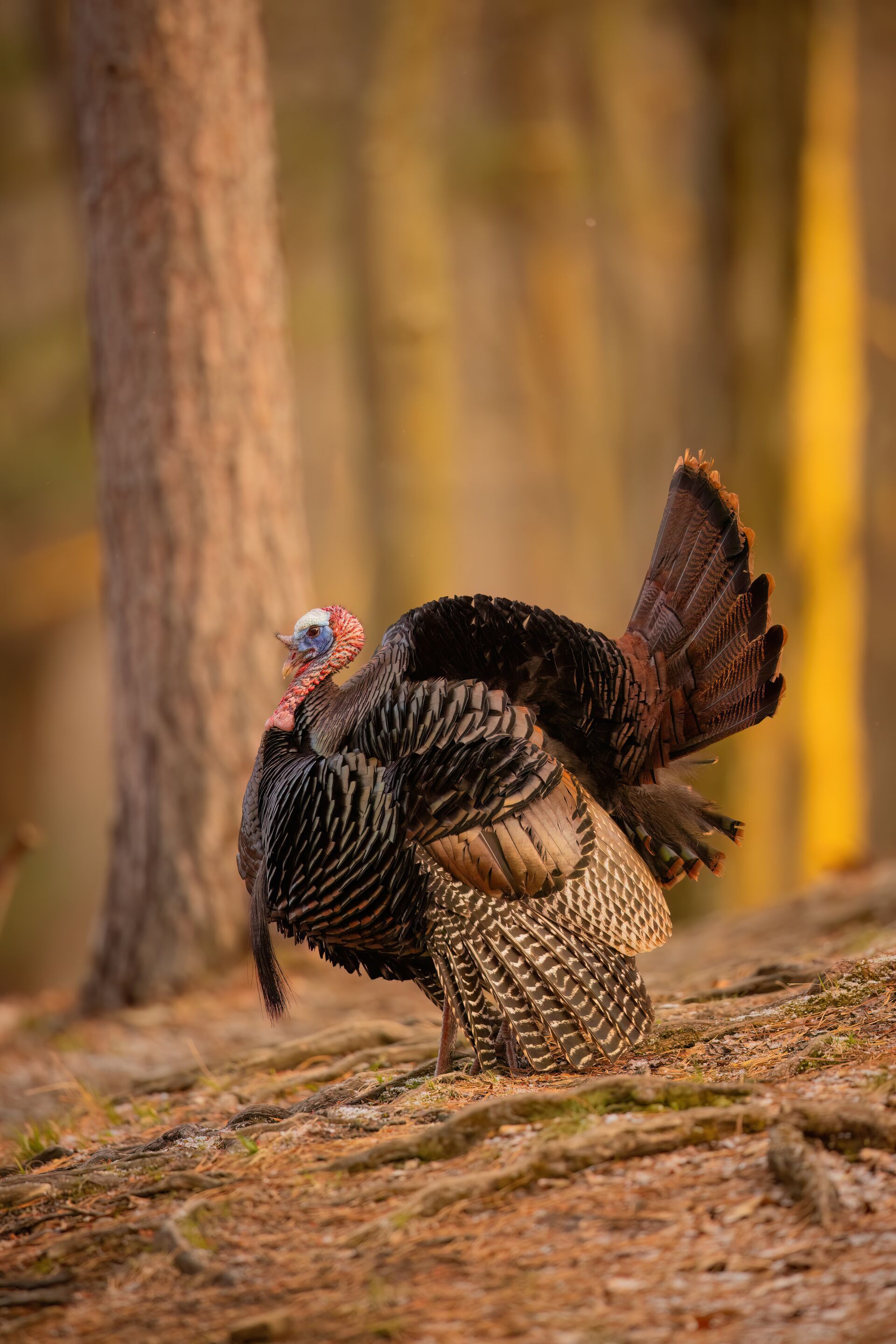 A large turkey stands in the woods. 