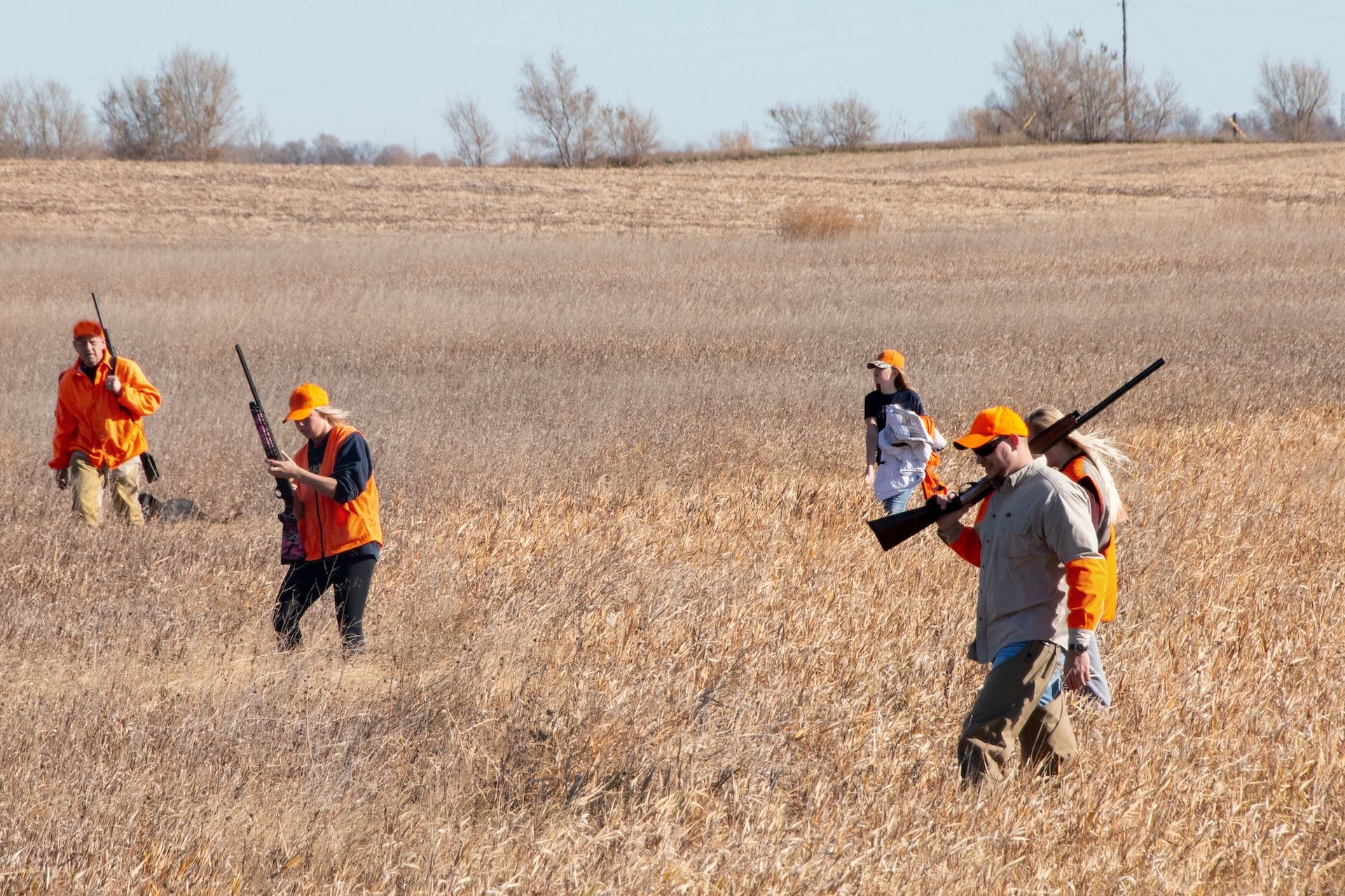 Line of hunters walk field, driving and decoying quail concept.
