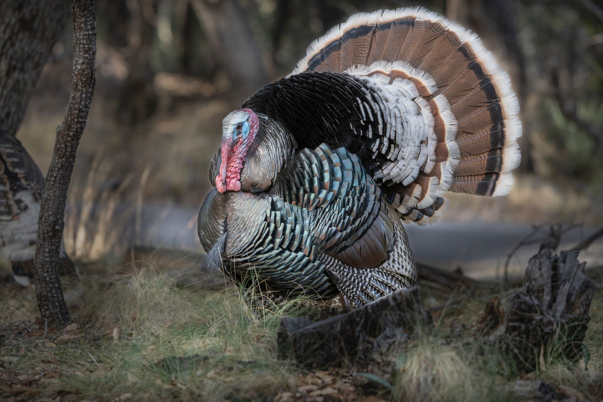 Close-up of a male Gould's turkey