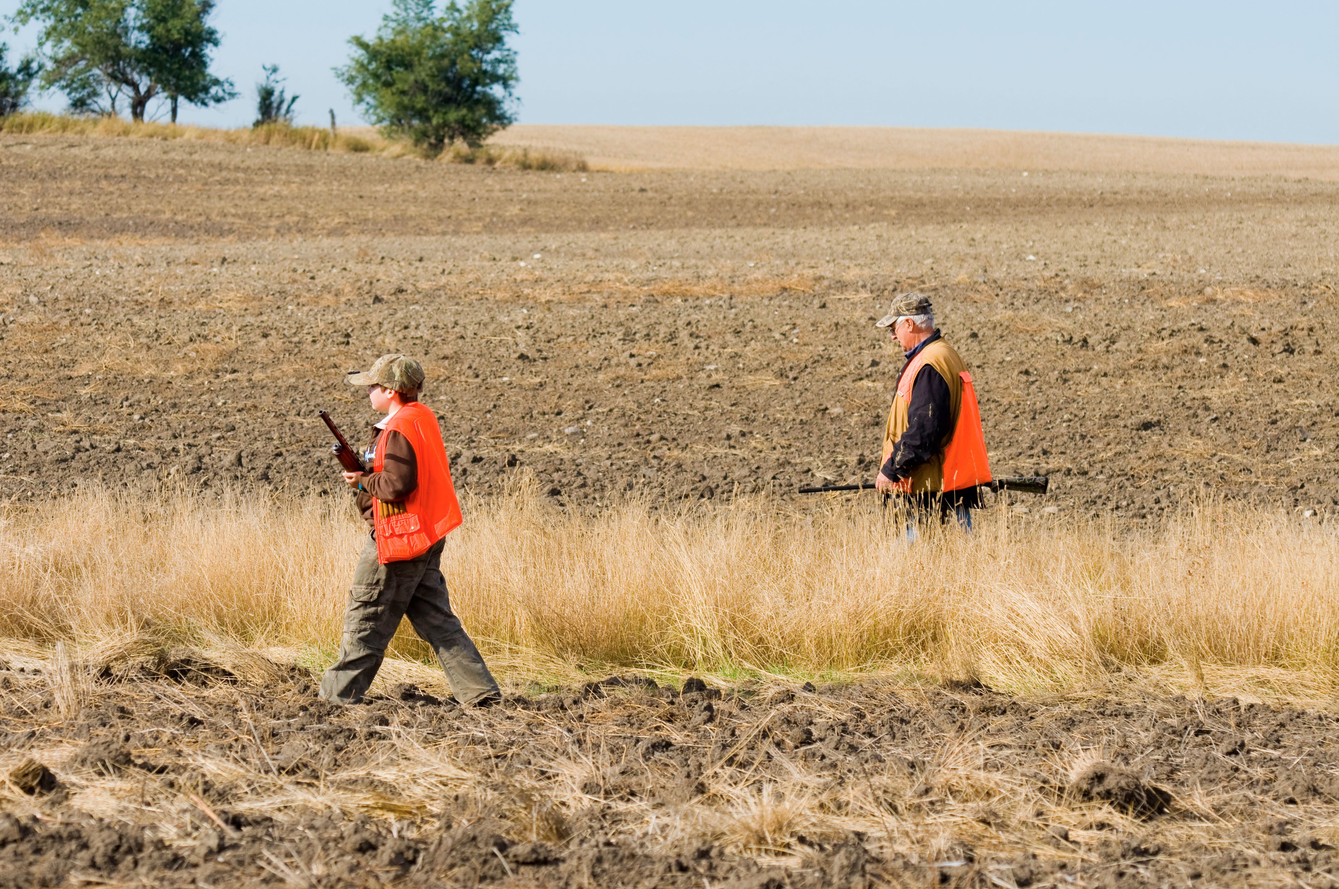 Man and boy in blaze orange walk field, how to flush quail concept.