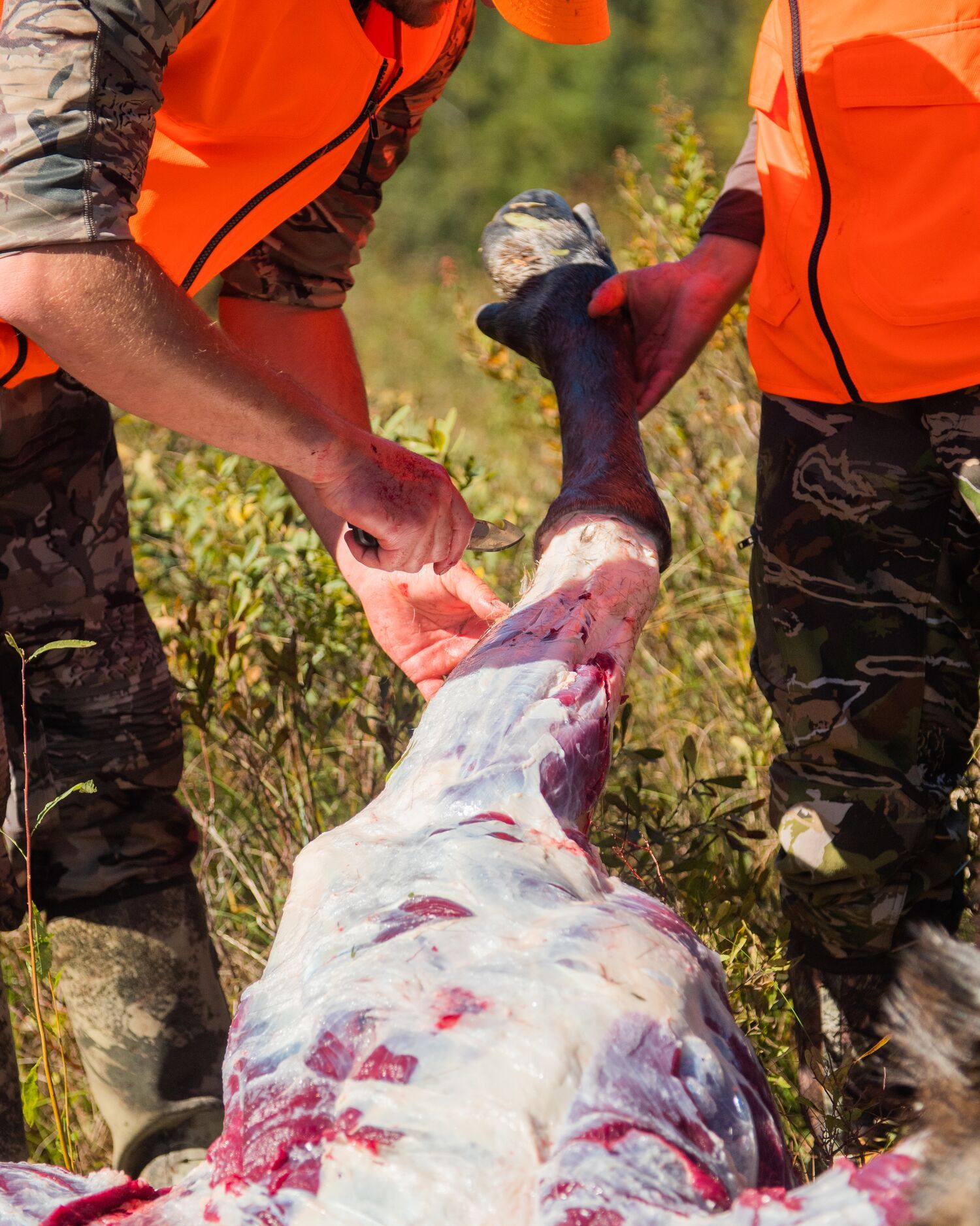 Hunters skin a moose after a hunt, elk vs moose concept. 