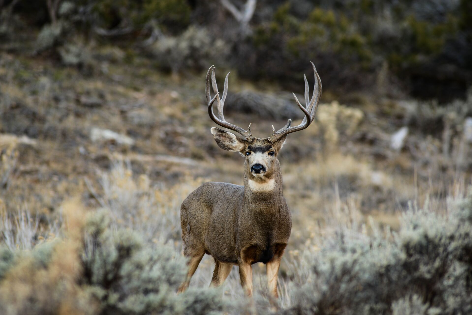 Buck mule deer in rocky terrain, mule deer hunting strategies concept. 