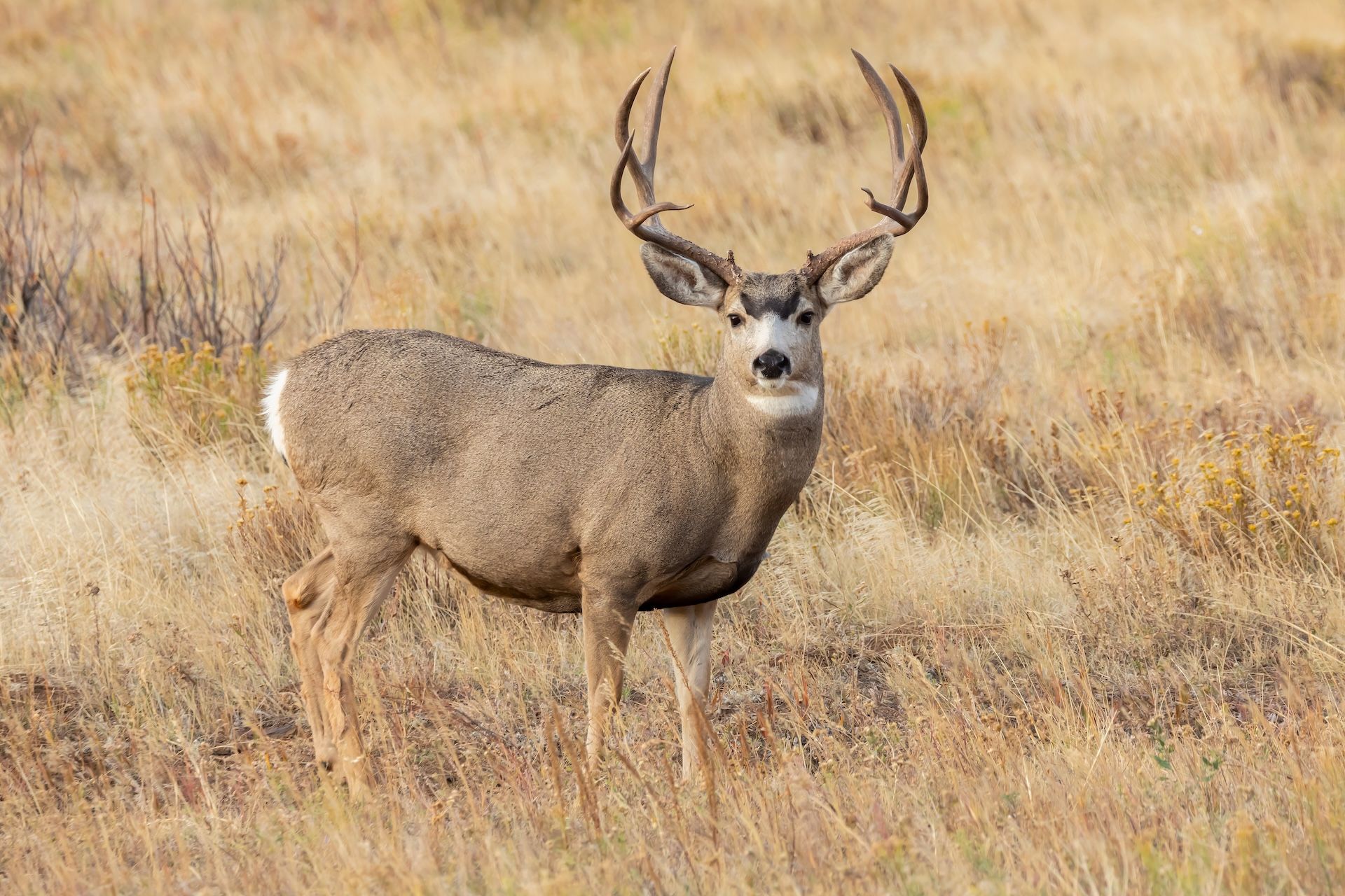 FGBLOG mule deer in tall brush.jpeg