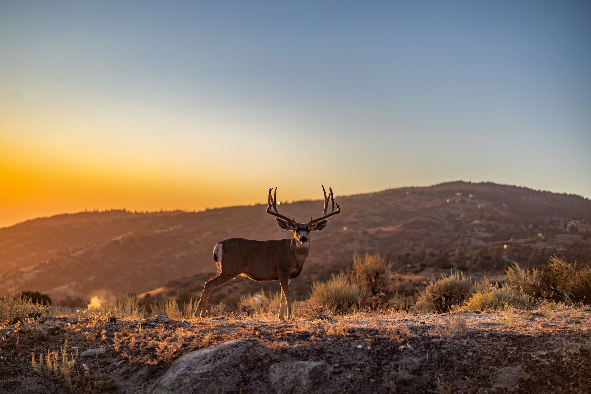FGBLOG mule deer on ridge.jpeg
