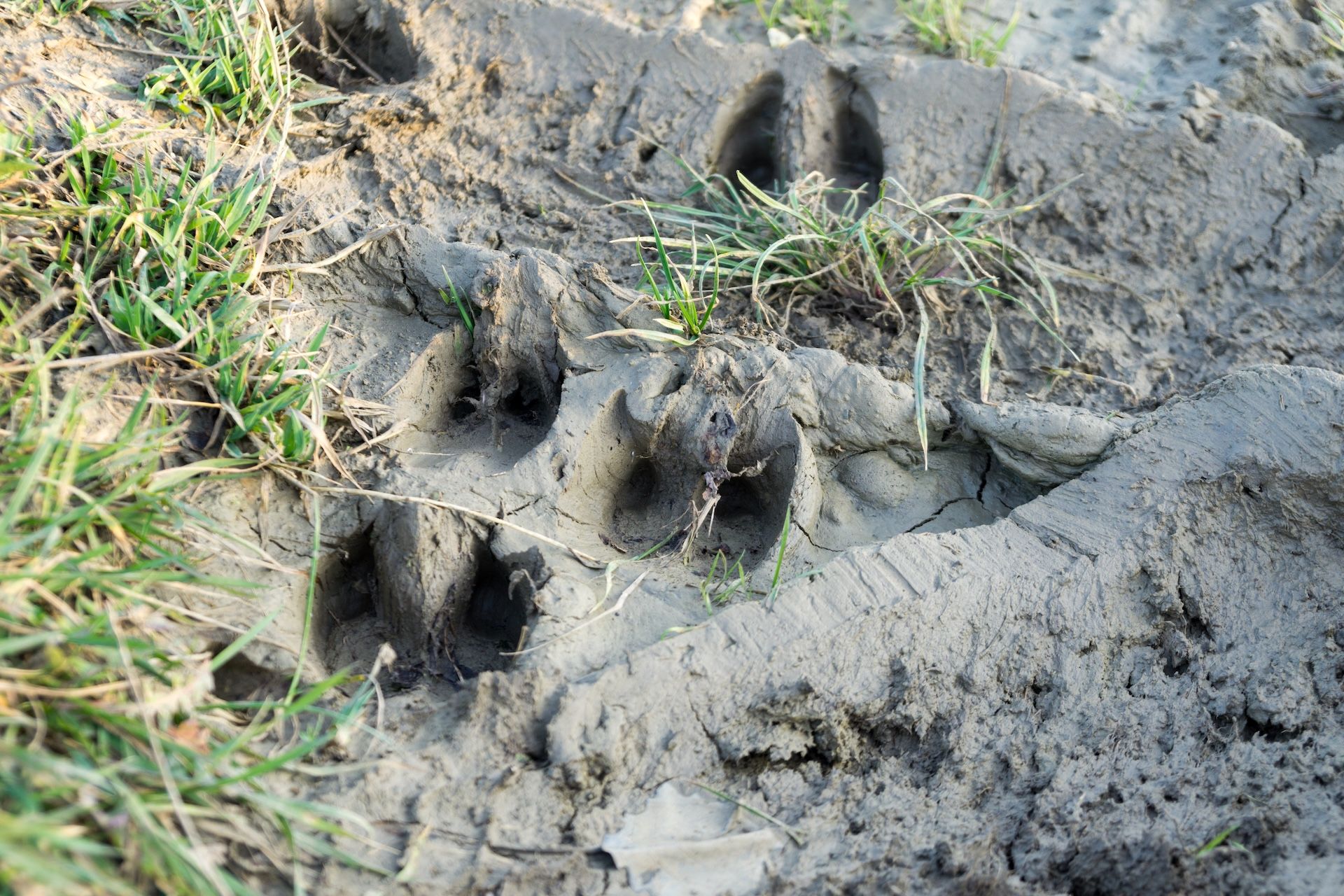 Multiple sets of deer tracks in the dirt, white tailed deer tracks description concept.