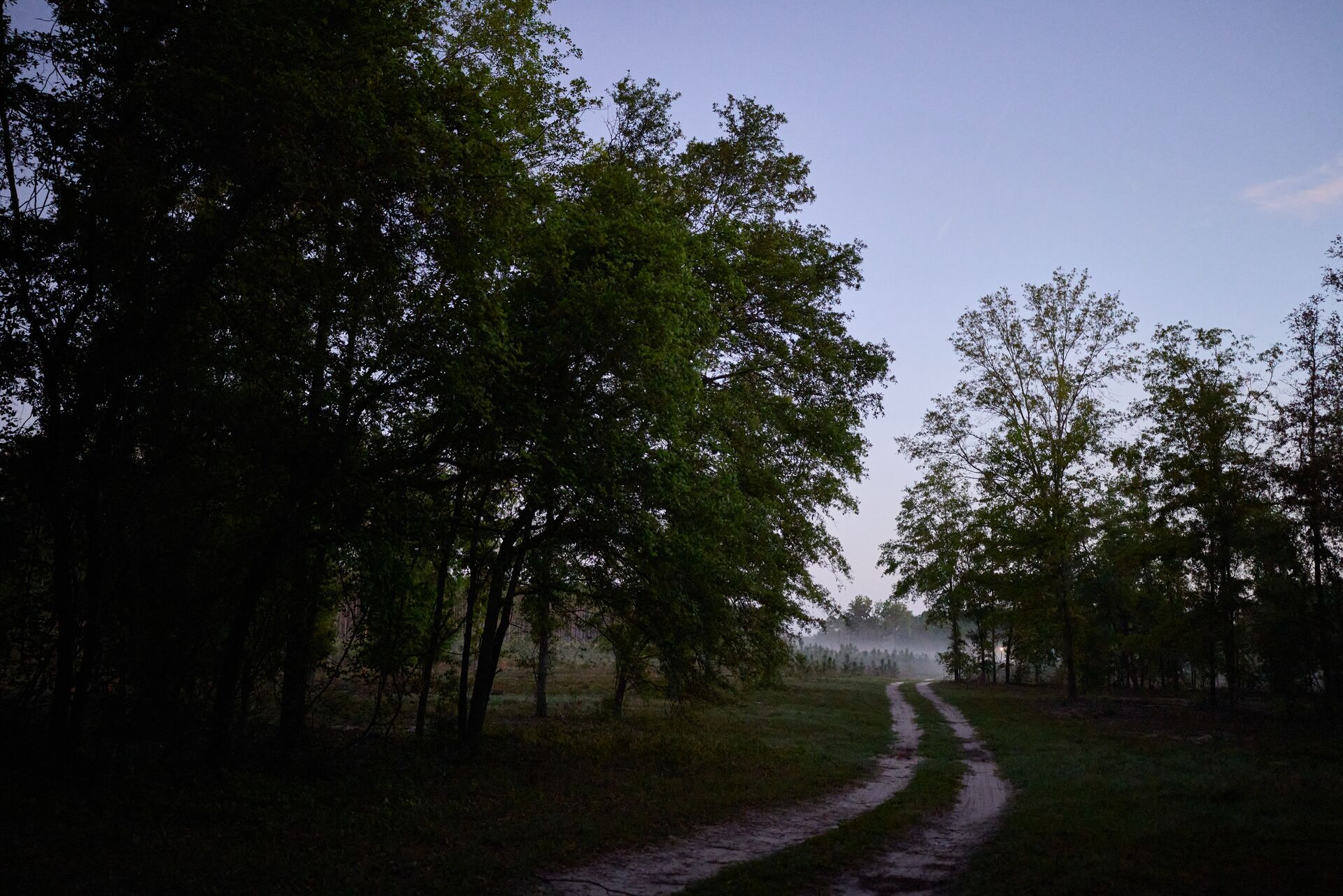 Early morning view of road through trees. 