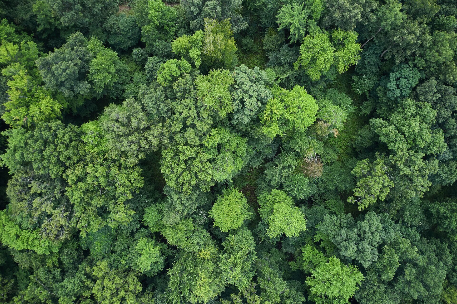 An overhead view of thick trees, find hunting land concept. 