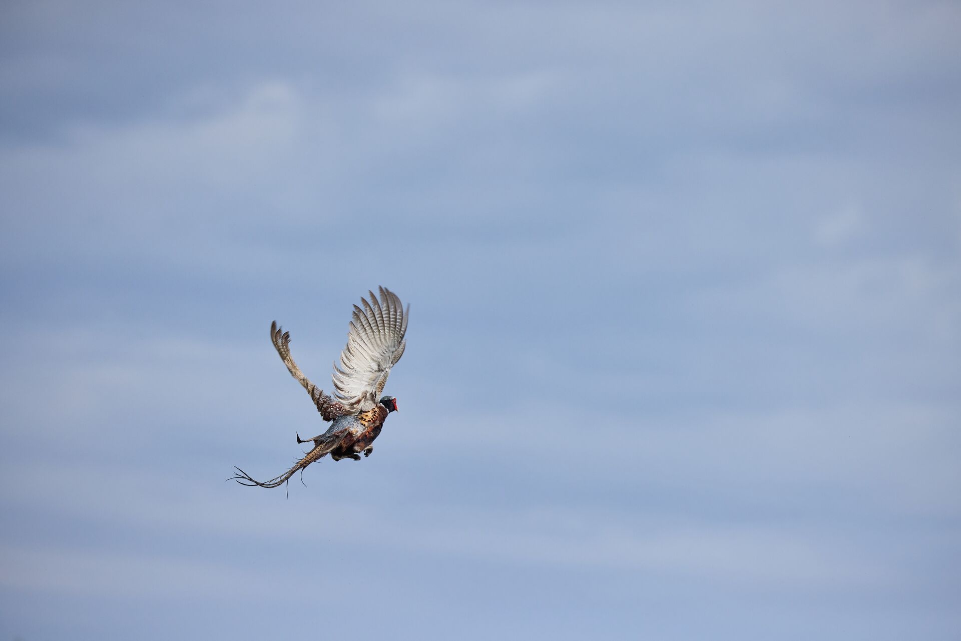 Pheasant bird in flight, hunting pheasants in different weather concept.