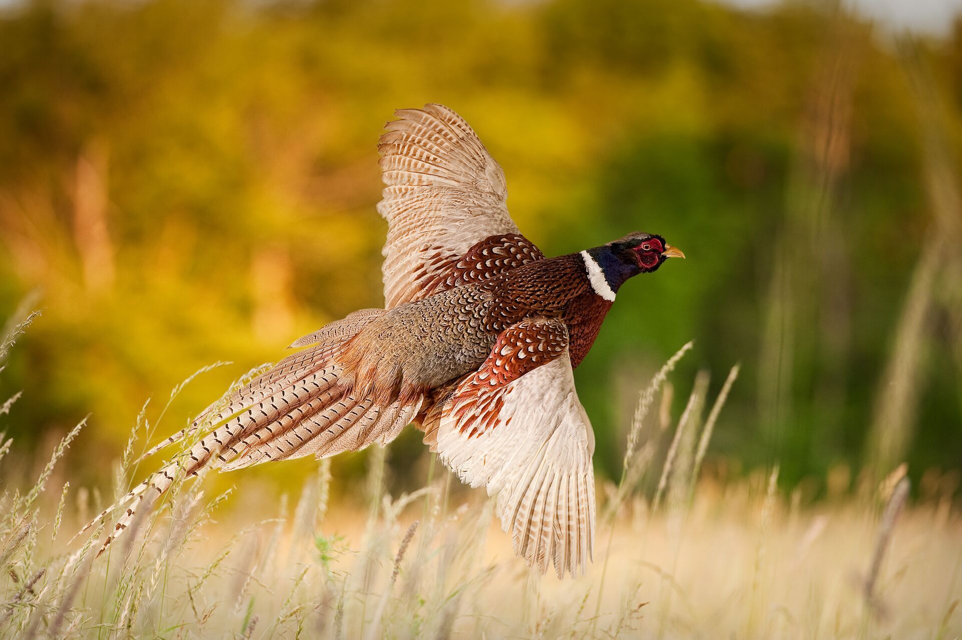 A pheasant takes off from the ground, hunting in Hawaii concept. 