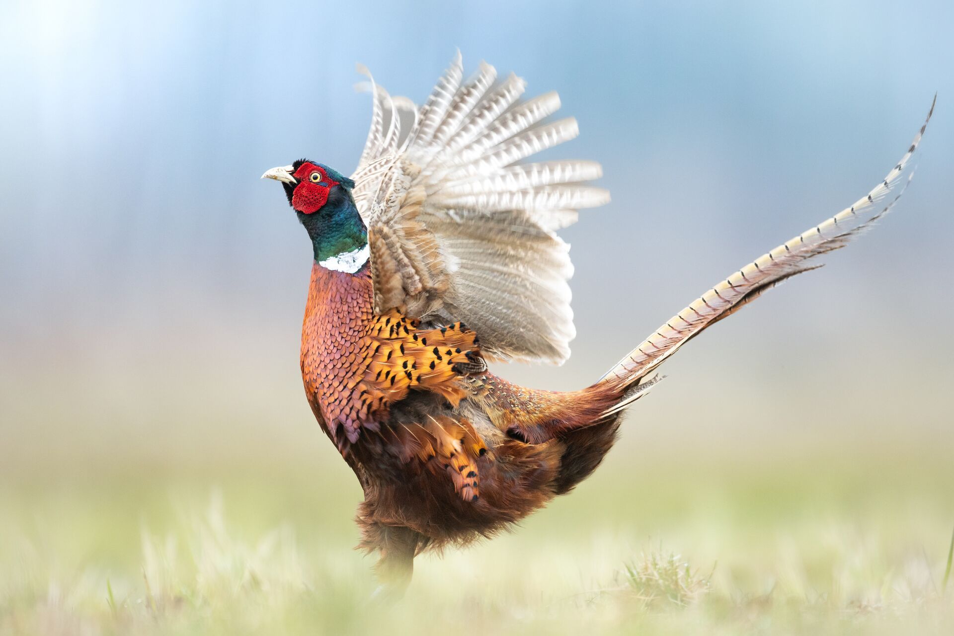 A pheasant landing, what are upland birds concept. 