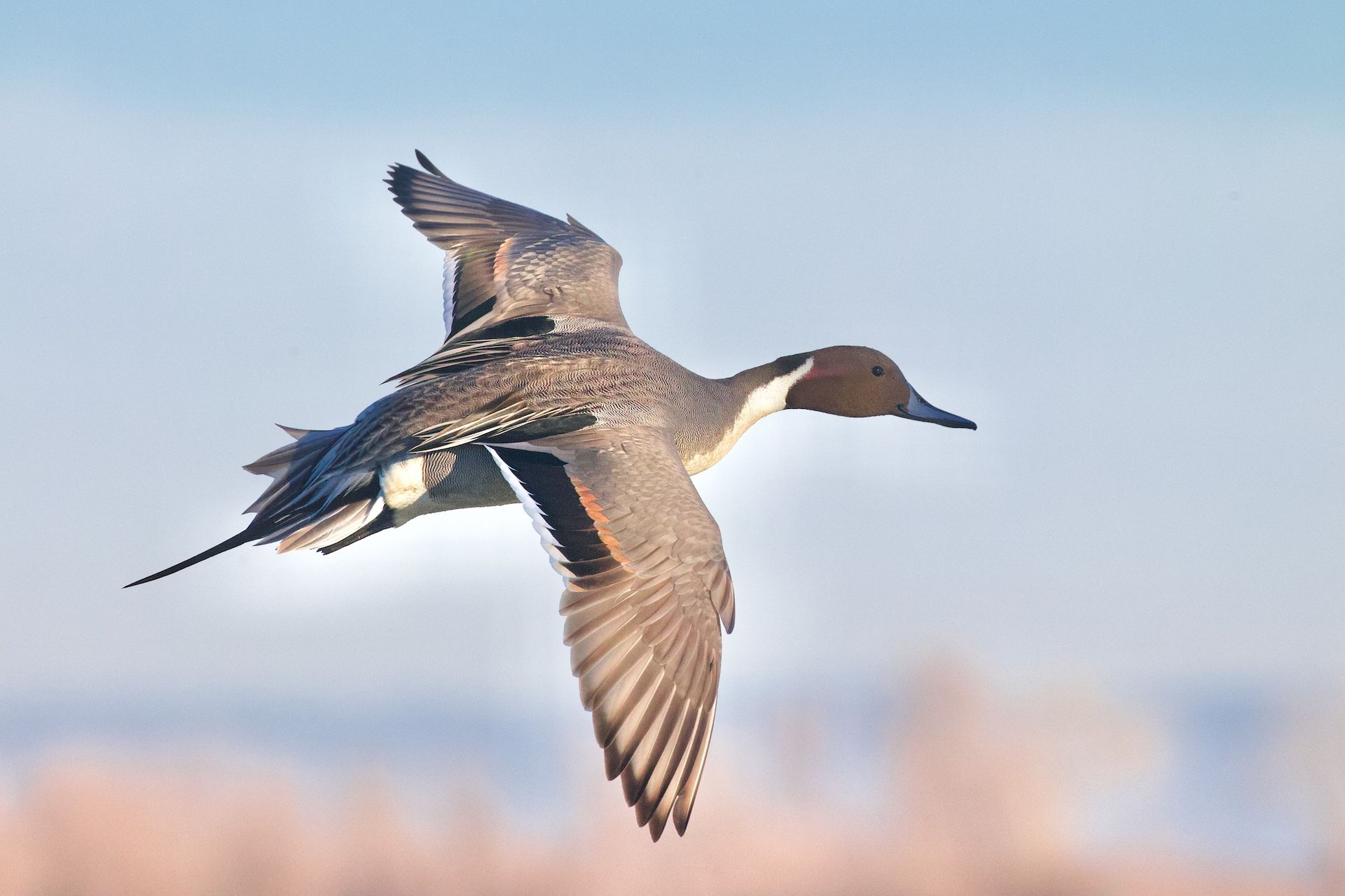 Pintail duck in flight, hunting duck breeds concept. 