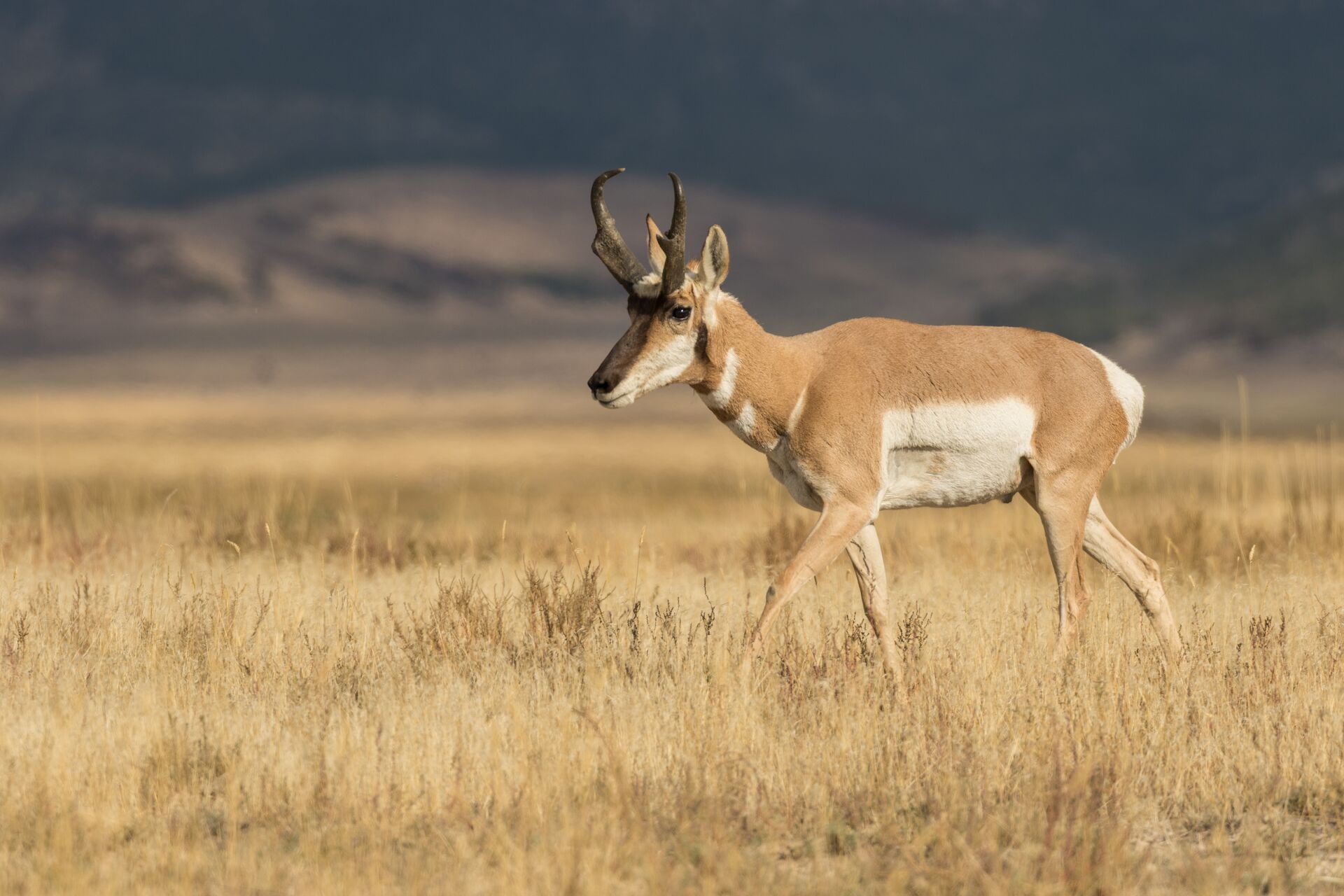 A pronghorn walks through a field, New Mexico hunting seasons concept. 