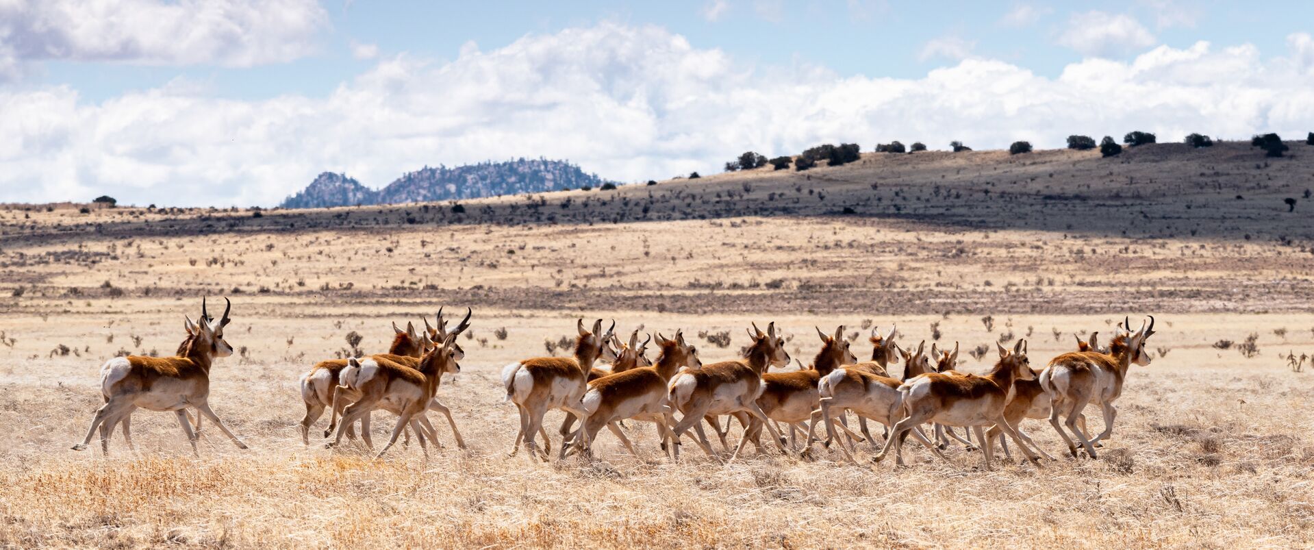 Herd of pronghorns running, scouting for pronghorn hunting concept.
